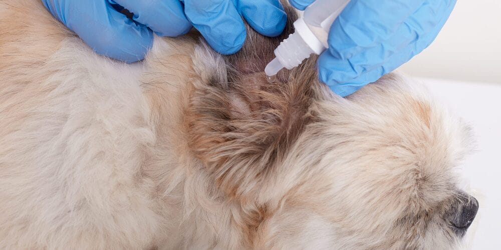 Apply the ear-cleaning solution Apply the ear-cleaning solution