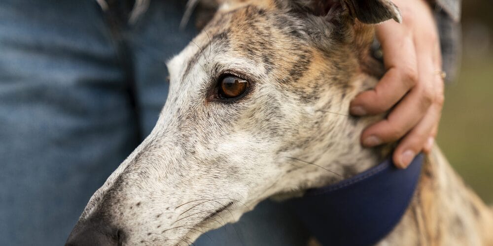 Use the Q-tips Use the Q-tips