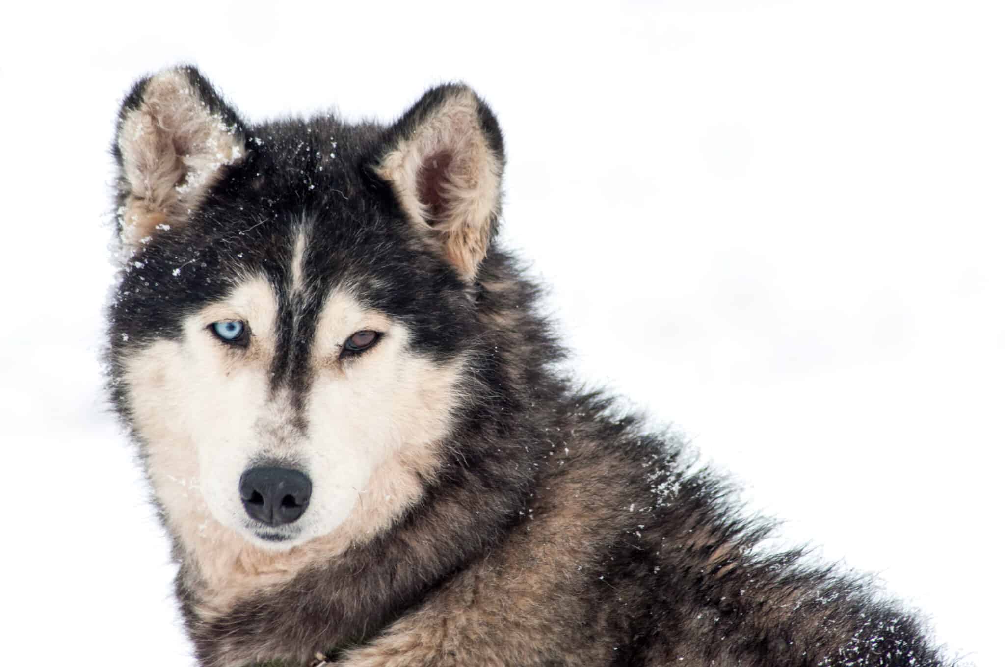 17 Dog Breeds With Different Colored Eyes (Heterochromia)