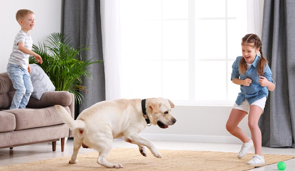 Add More Exercise and Mental Stimulation Add More Exercise and Mental Stimulation