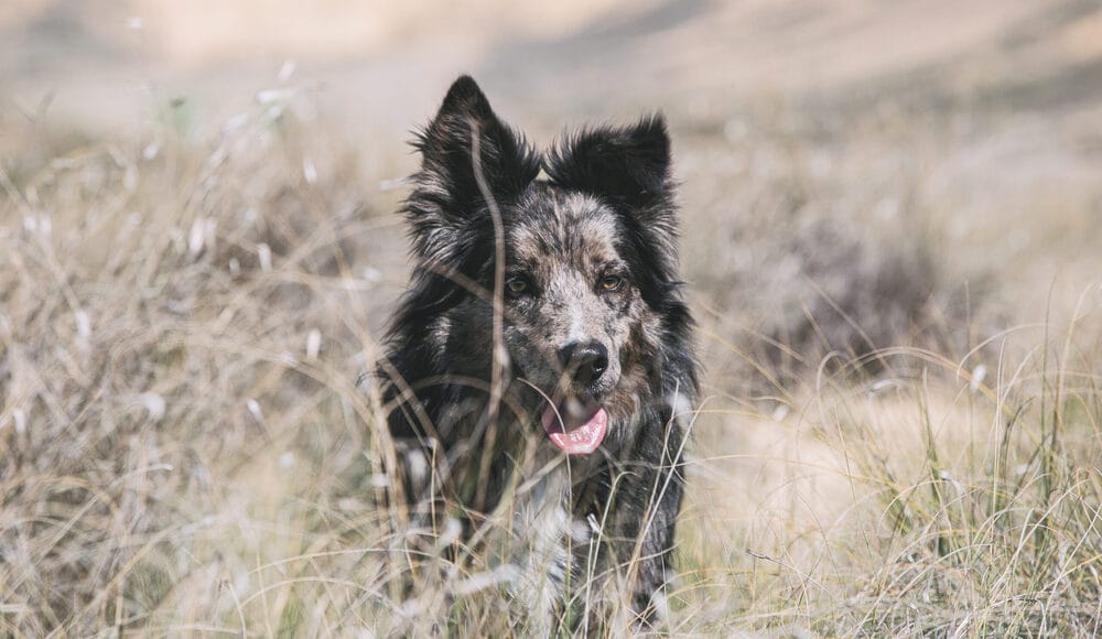 It’s Instinct It’s Instinct