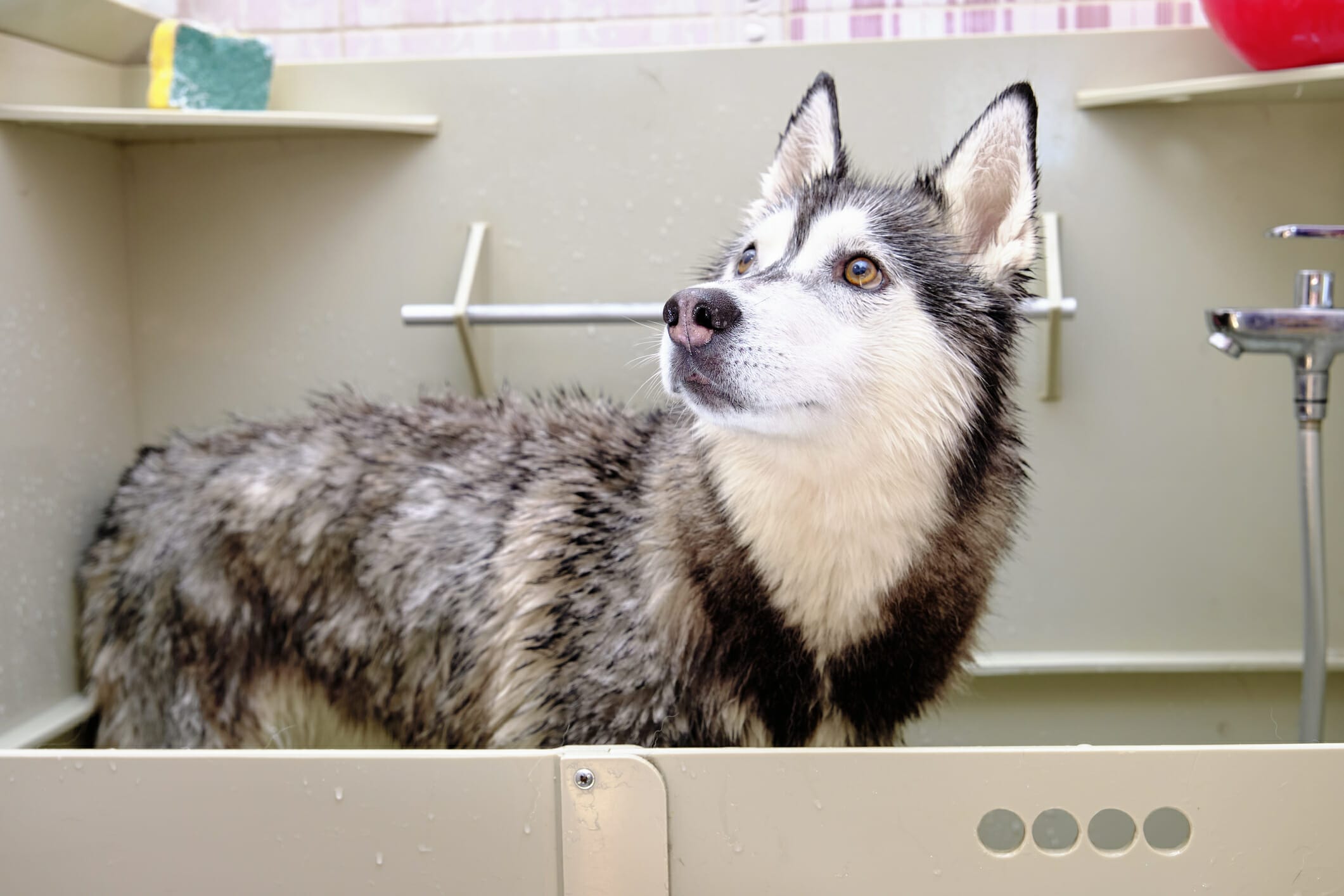 5 Best deshedding shampoos for huskies in 2026