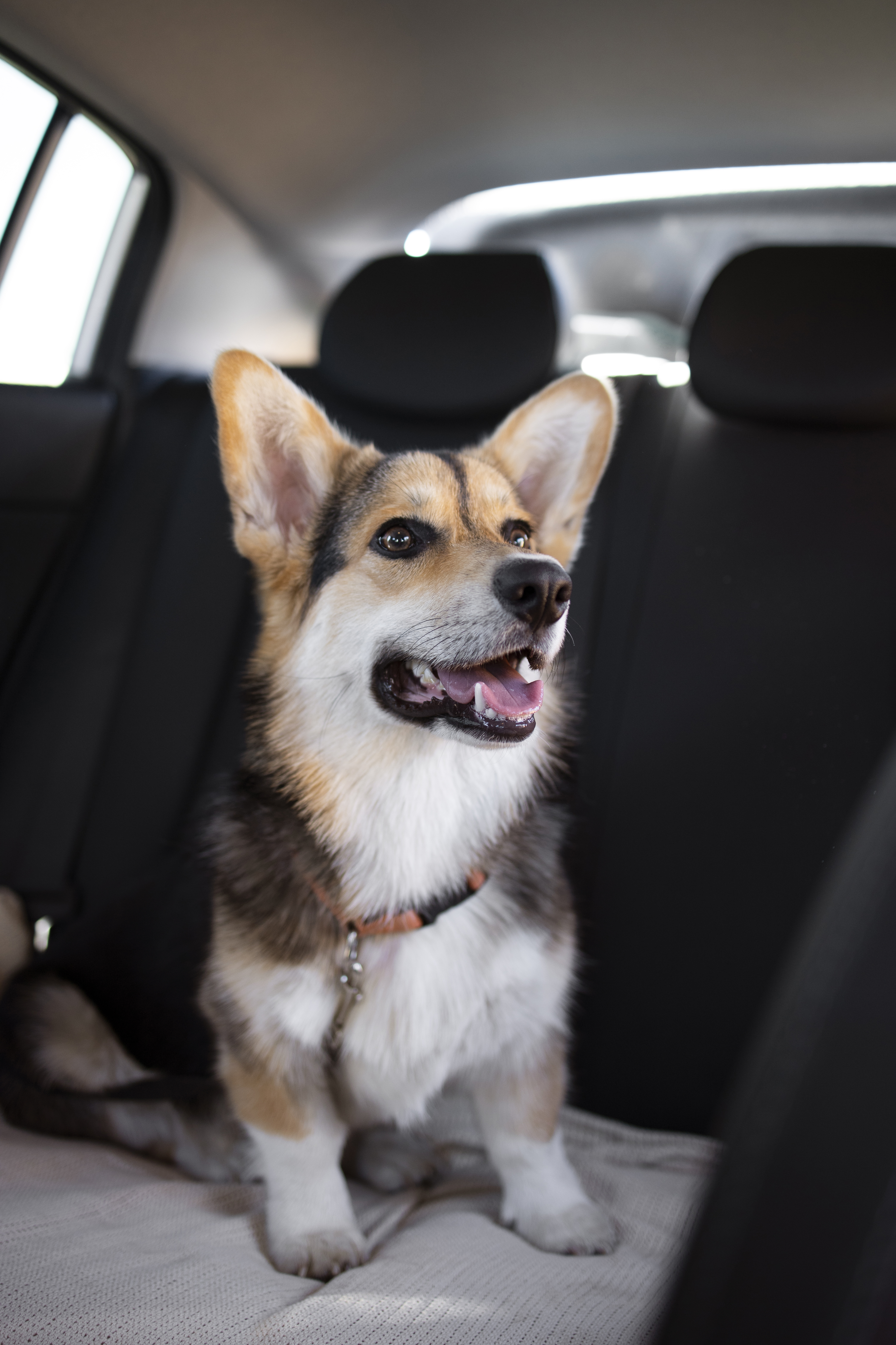 Best Dog Car Seat Cover For Back Seats (5 Top Picks in 2026)
