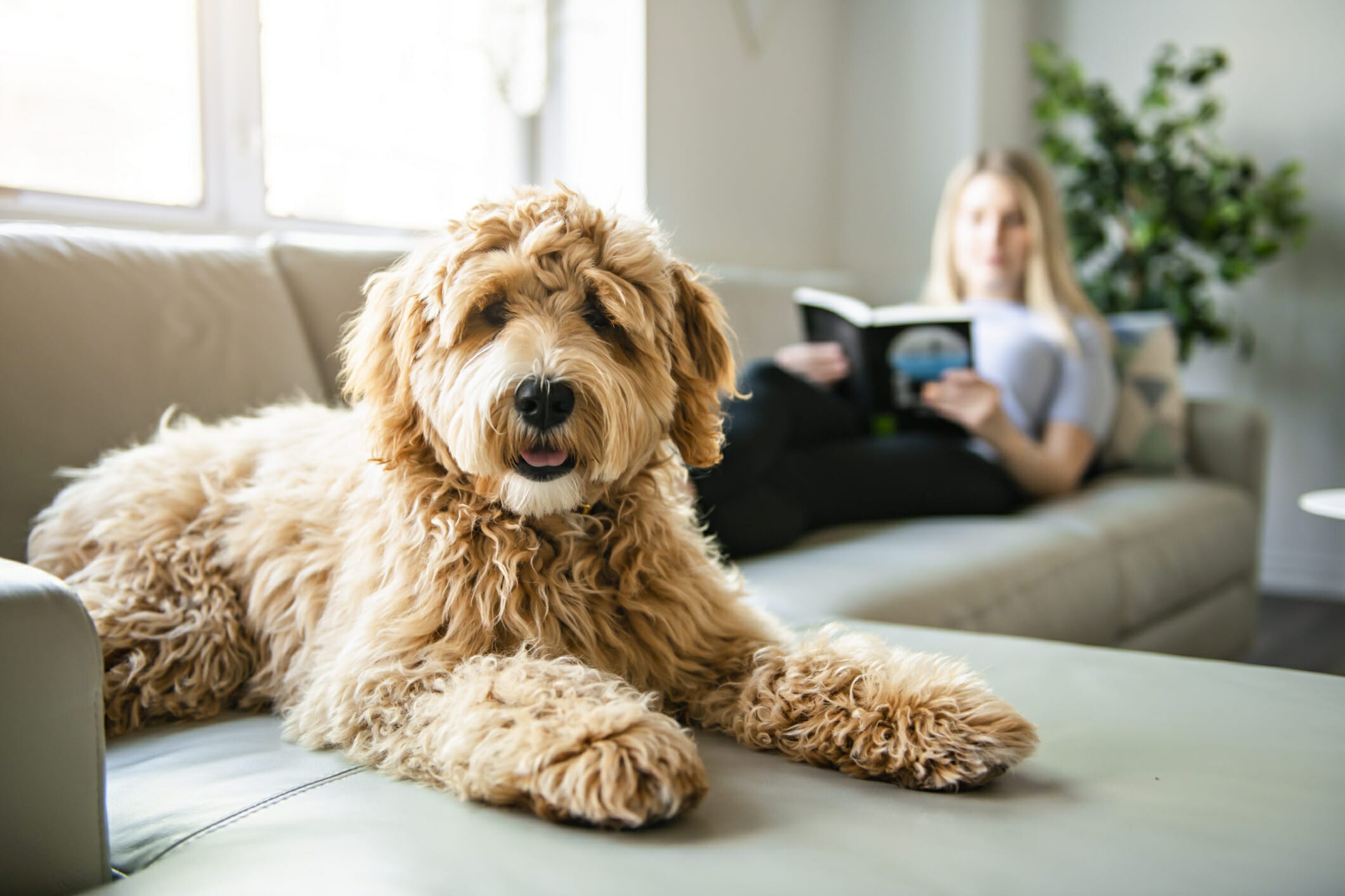Best Dog Ramp For Couch: 5 Best Options In 2026