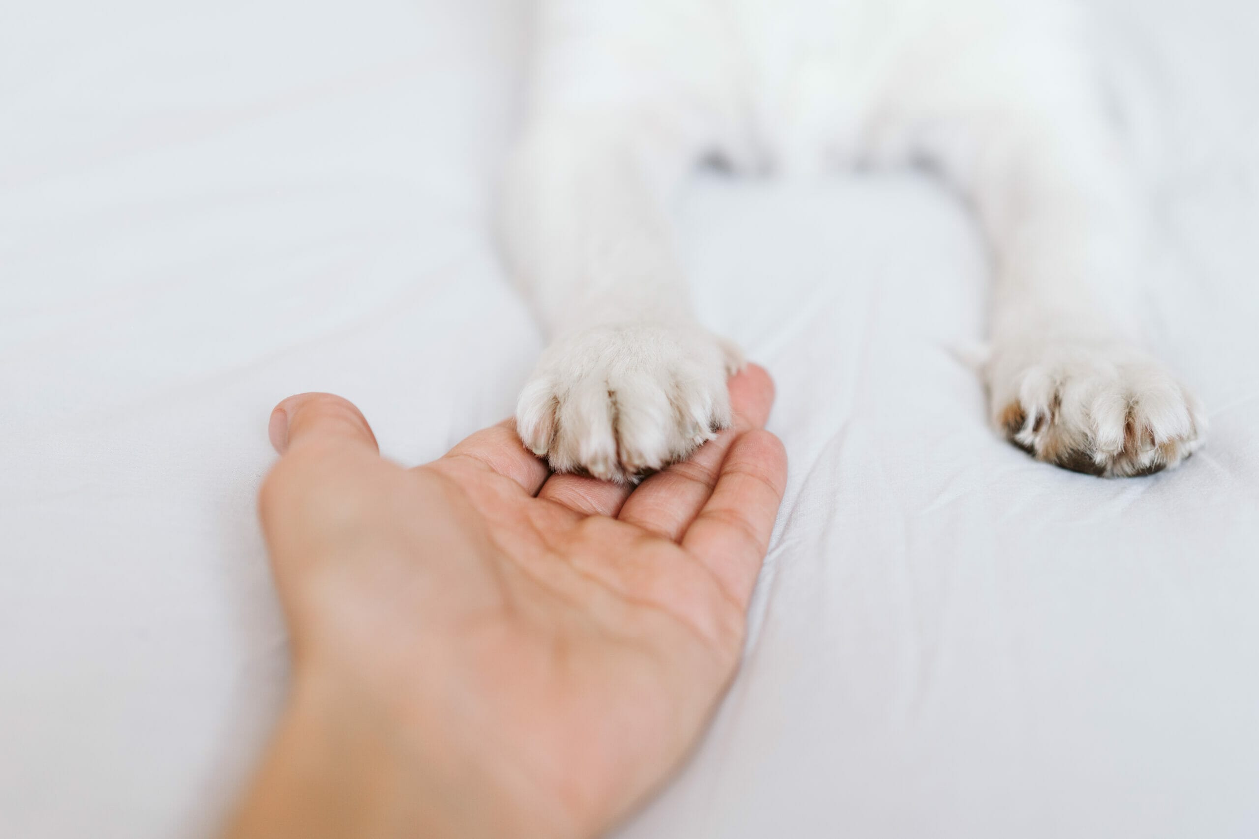 Can Dogs Get Ingrown Toenails? 4 more common dog nail problems!