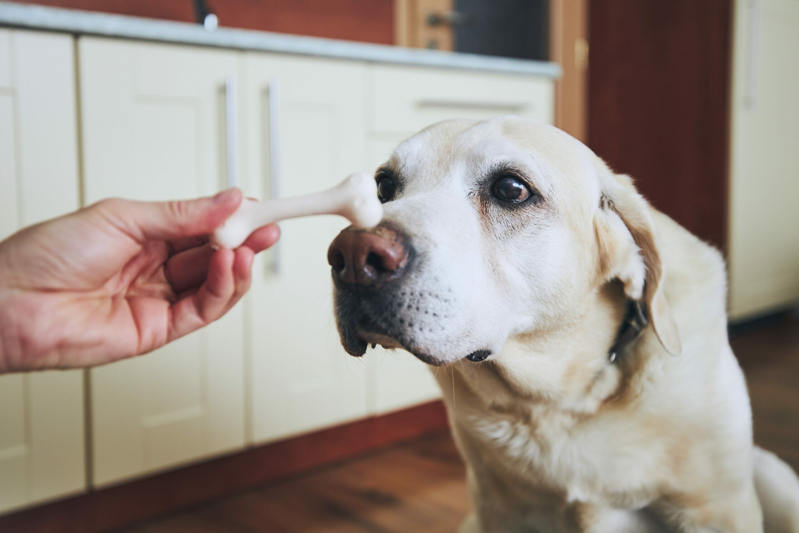 Raw Dog Food for Beginners: How to Start Safely