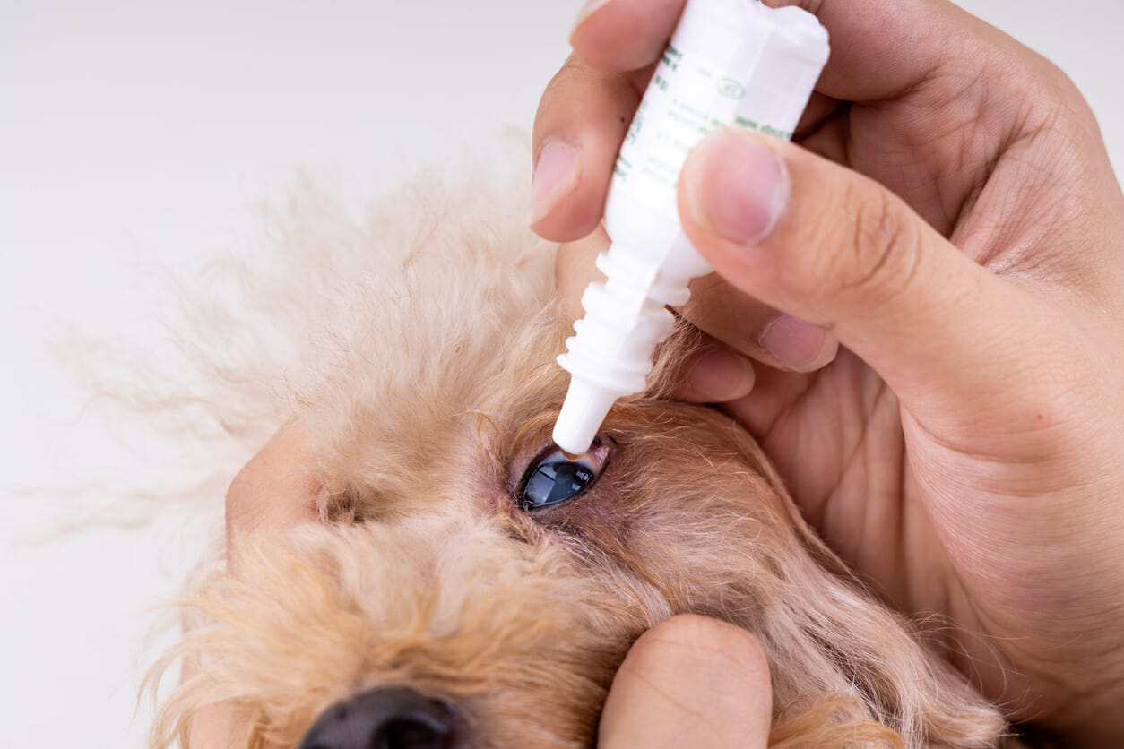 Eye Drops For Dogs With Cataracts: Do they work?