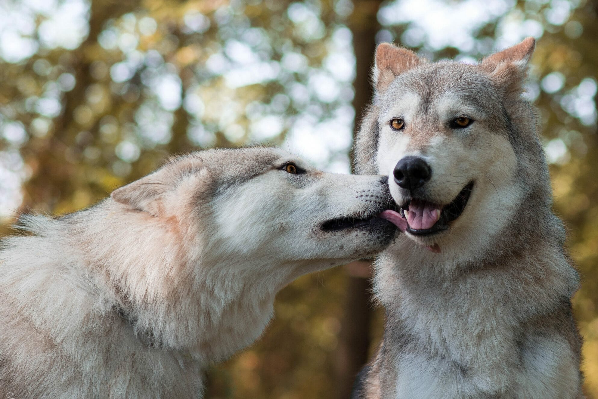 How To Stop Dog From Licking Other Dogs Ears (4 Methods)