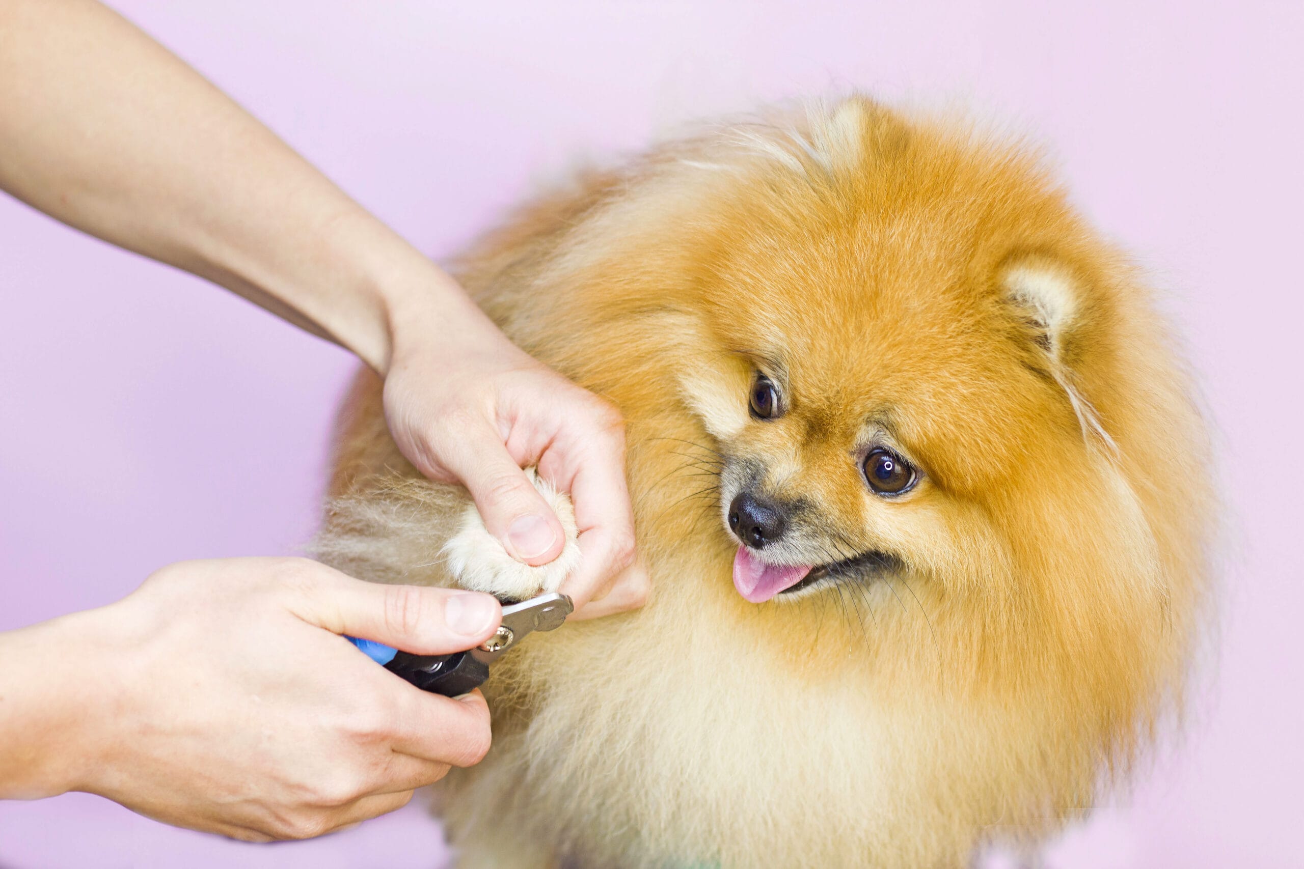 How to Trim a Dog’s Nails That Hates It (Step-By-Step)