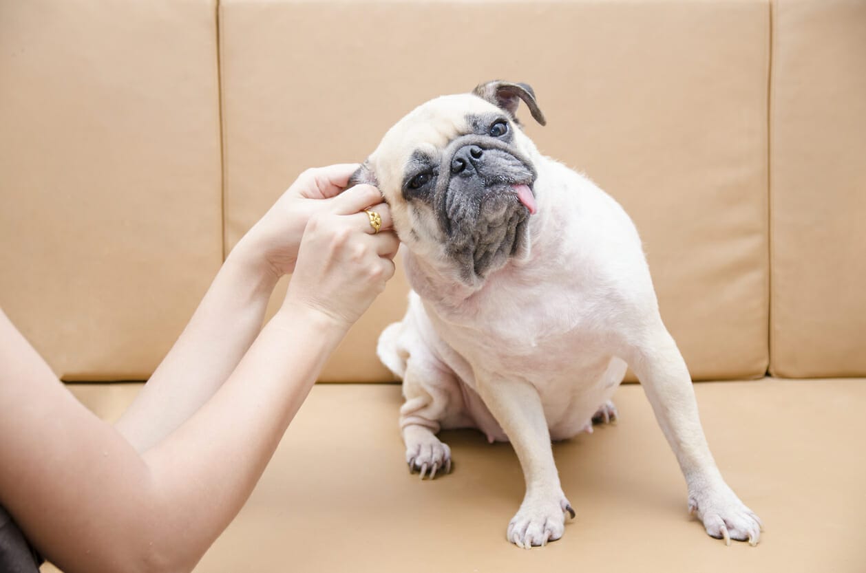 7 Dog Breeds That Need Ear Plucking (And Why!)