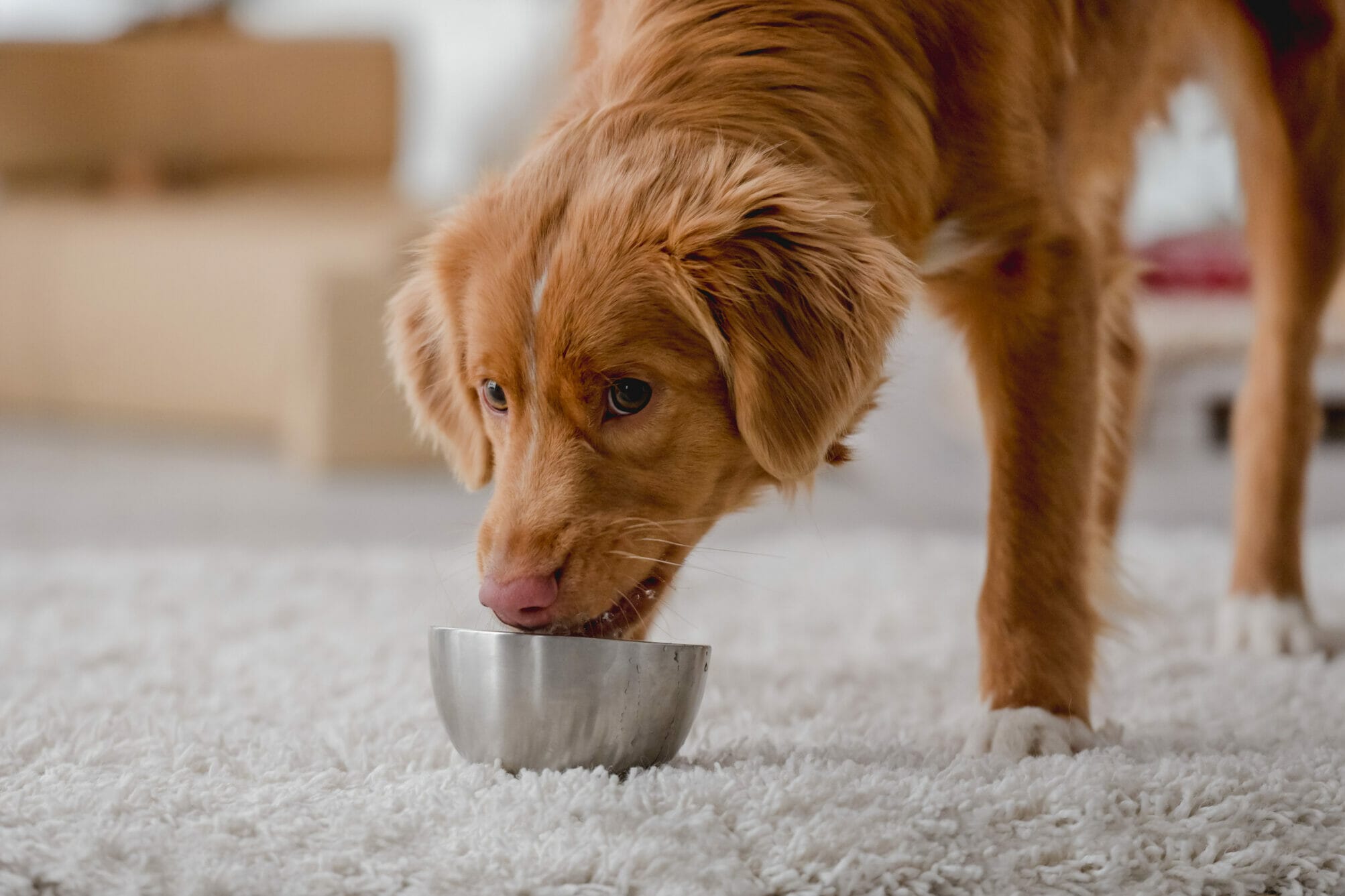 Why Do Dogs Bring Their Food To The Carpet? (Explained)