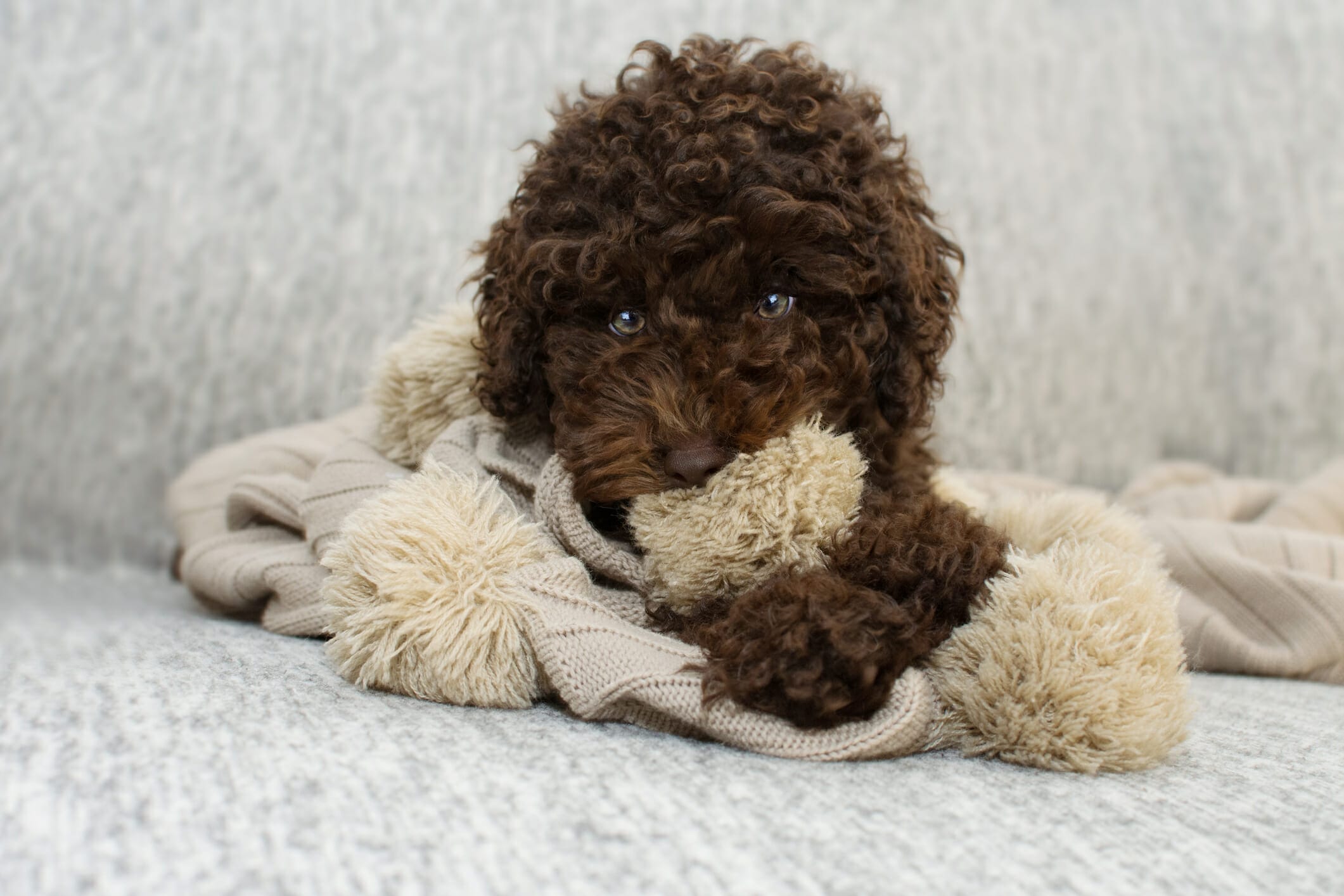 Why Do Dogs Nibble On Blankets When Excited?