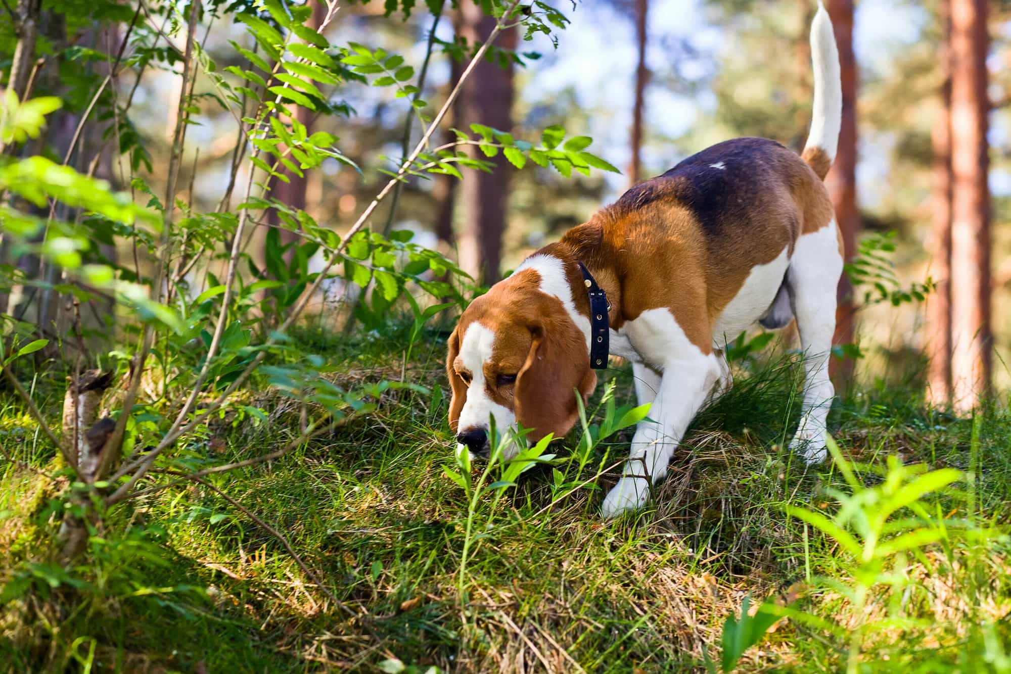 Why Do Dogs Sniff Around Before They Poop? (Explained)
