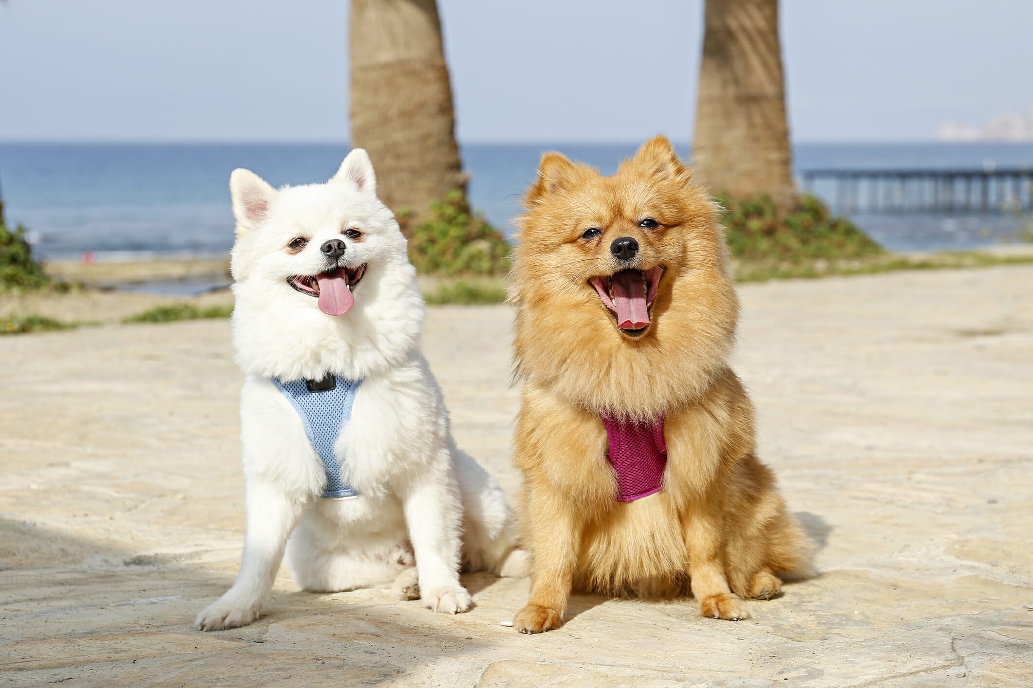 Why Does My Dog Eat My Other Dogs Hair? (Surprising answer)