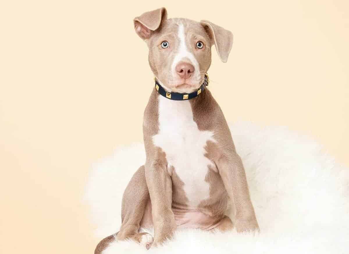 What Makes This Beaded Dog Collar Stand Out?