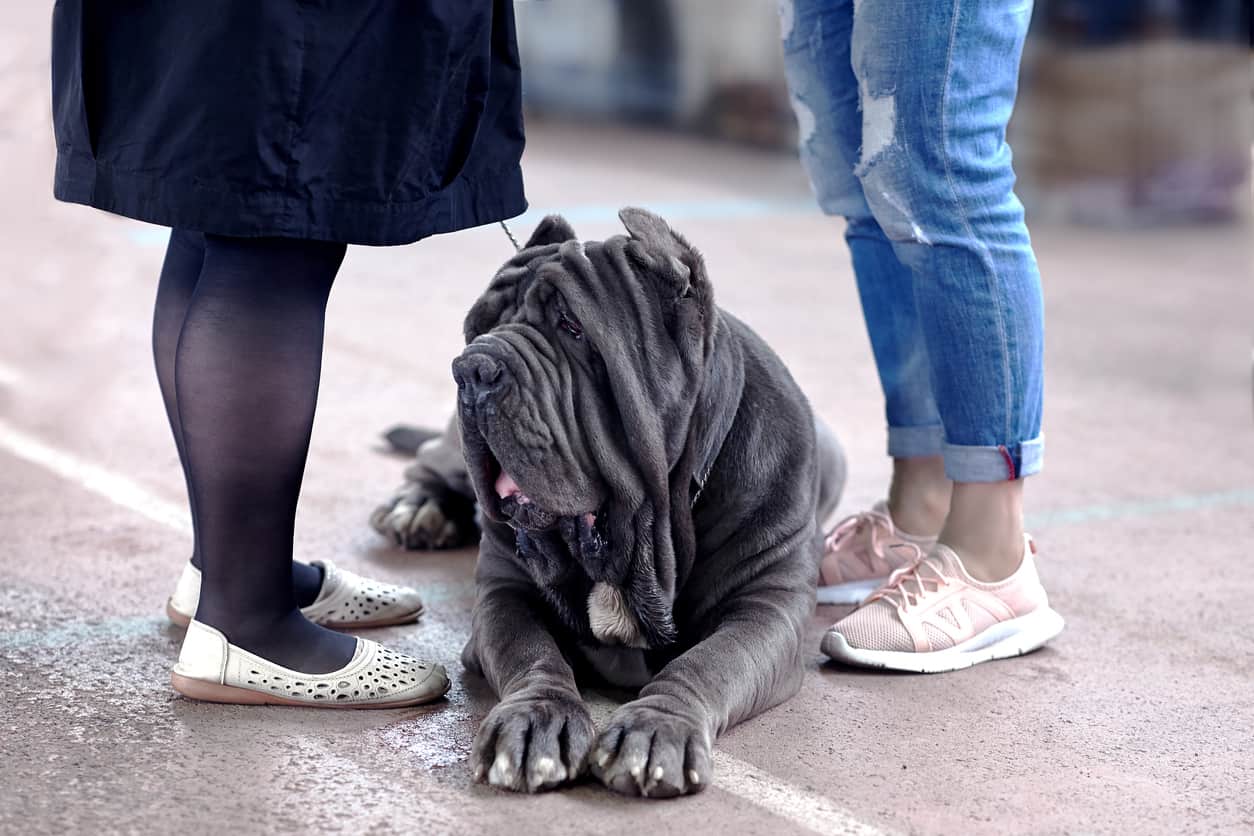 Are Neapolitan mastiffs good family dogs?