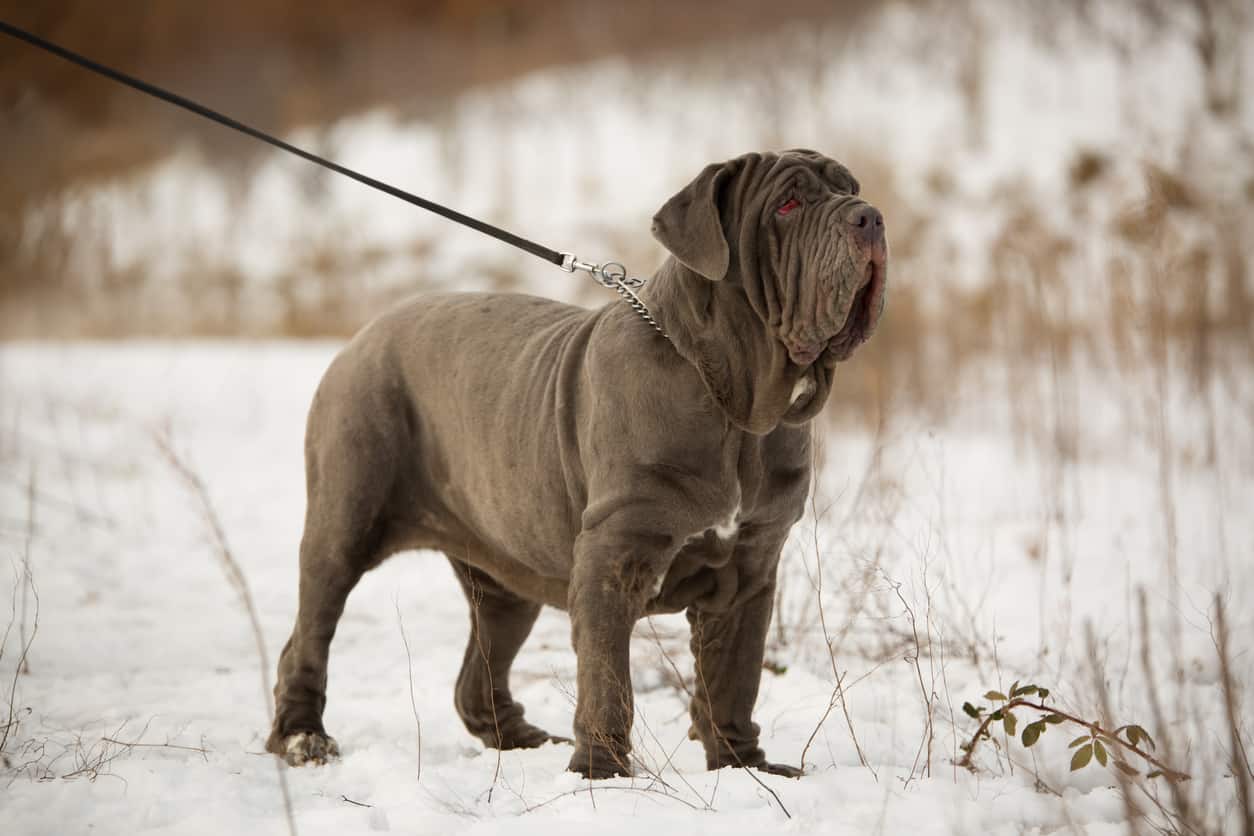 Where is neapolitan mastiff from?