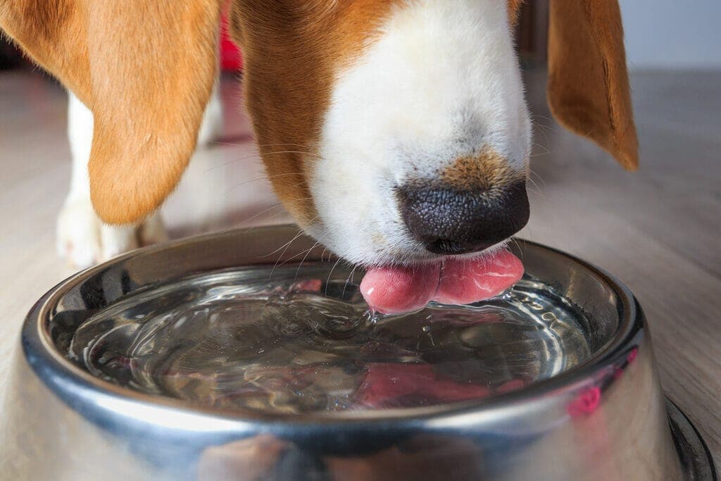 Always give your dog fresh water to drink