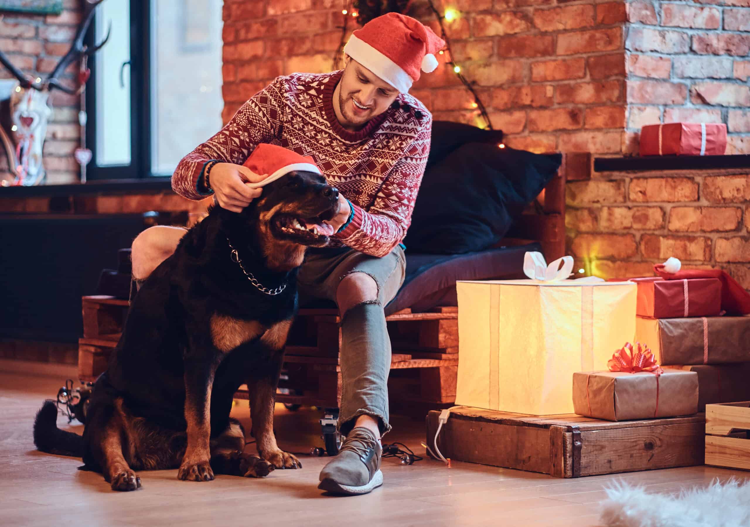 Rottweiler Temperament Obedient