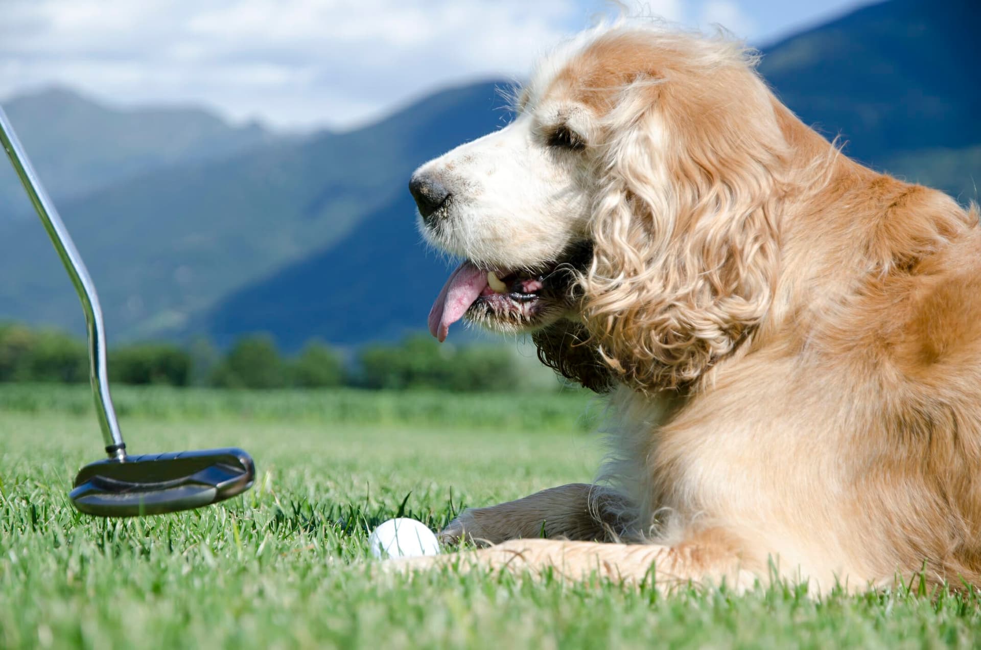 Are dogs allowed on golf courses? 10 Dog-friendly golf courses in the US!