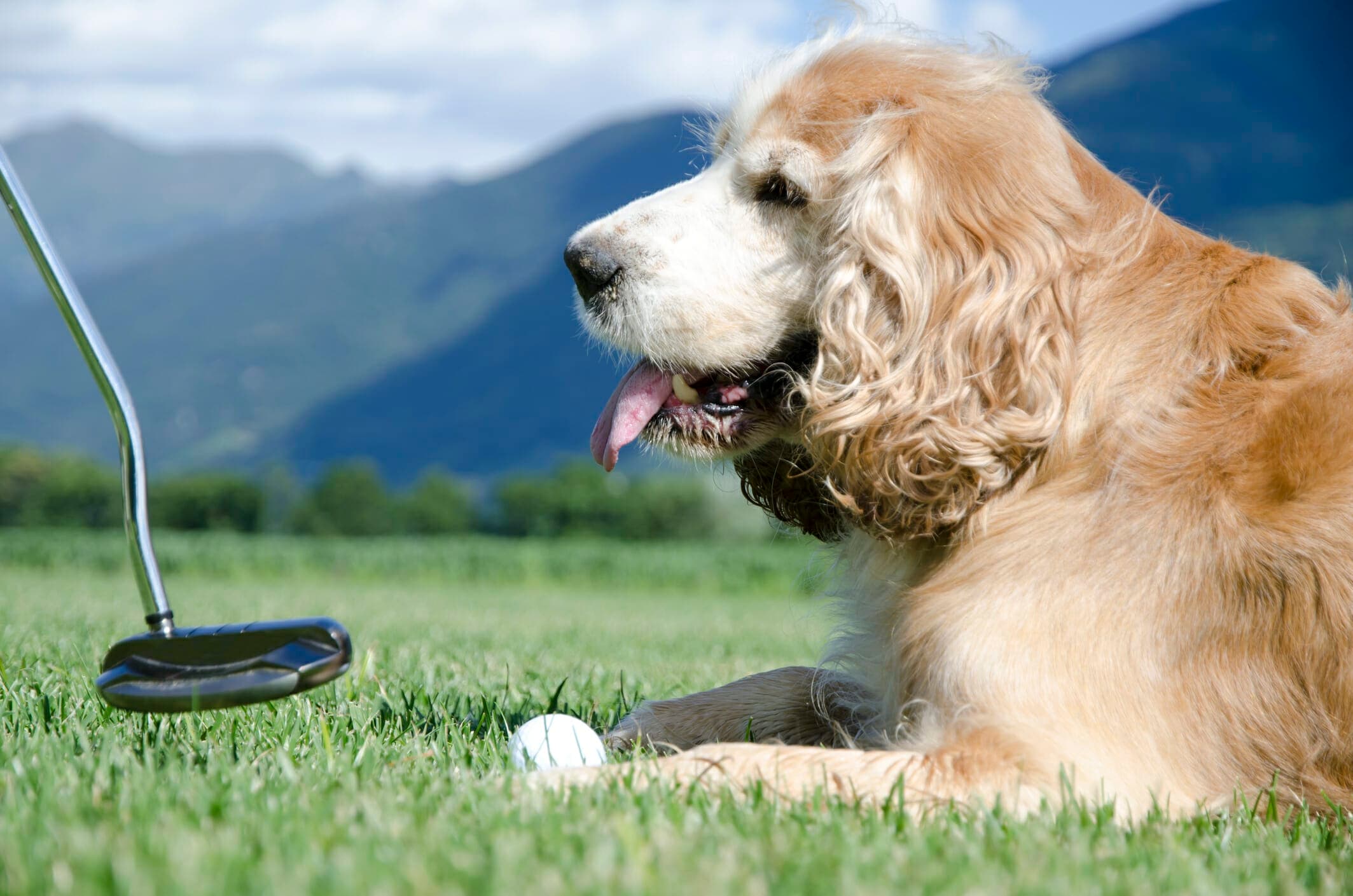 Are dogs allowed on golf courses? 10 Dog-friendly golf courses in the US!