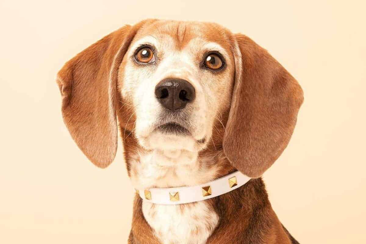 5 best beaded dog collars in 2025