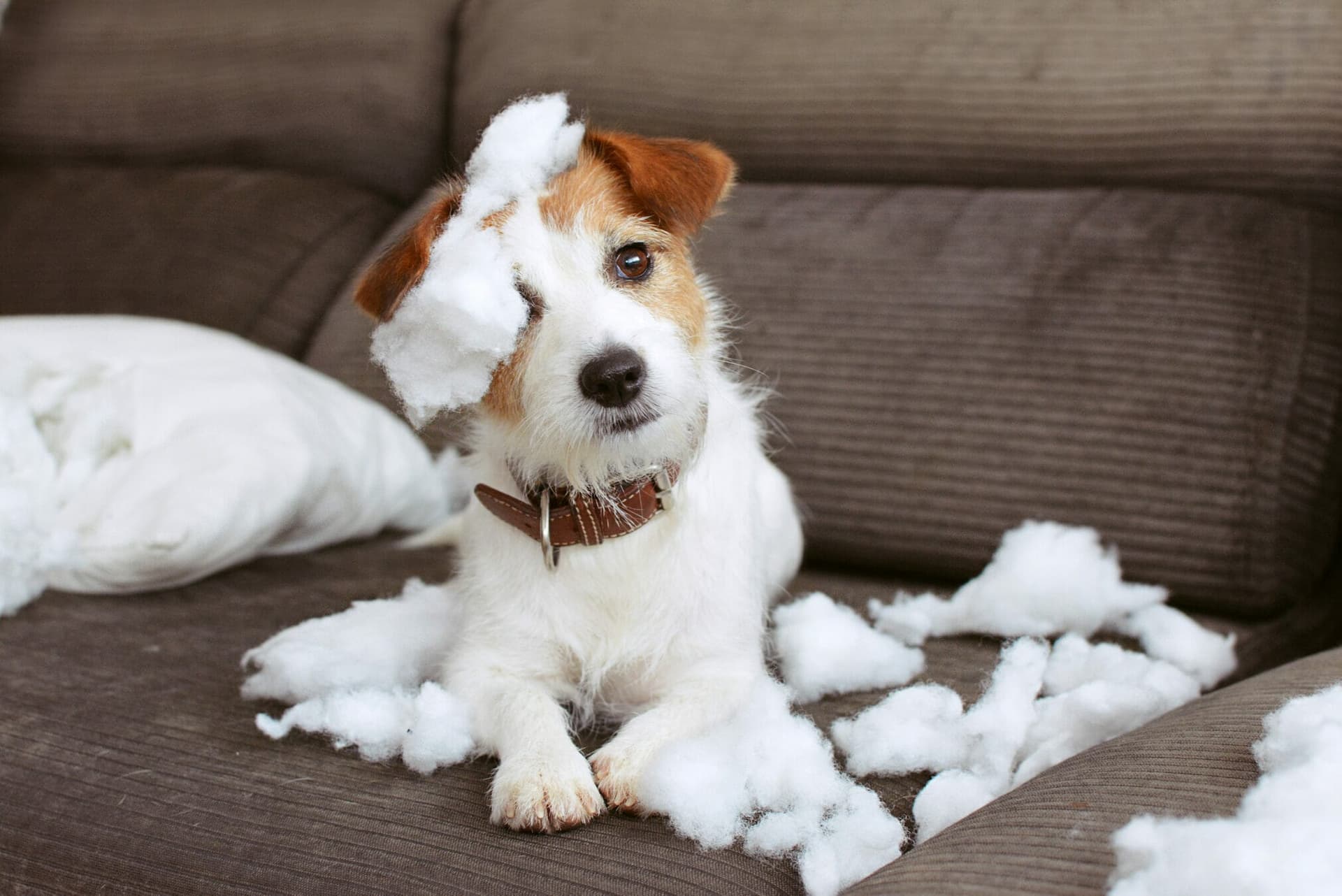 Best Bitter Apple Spray For Dogs: Stop Your Dog’s Chewing Habits