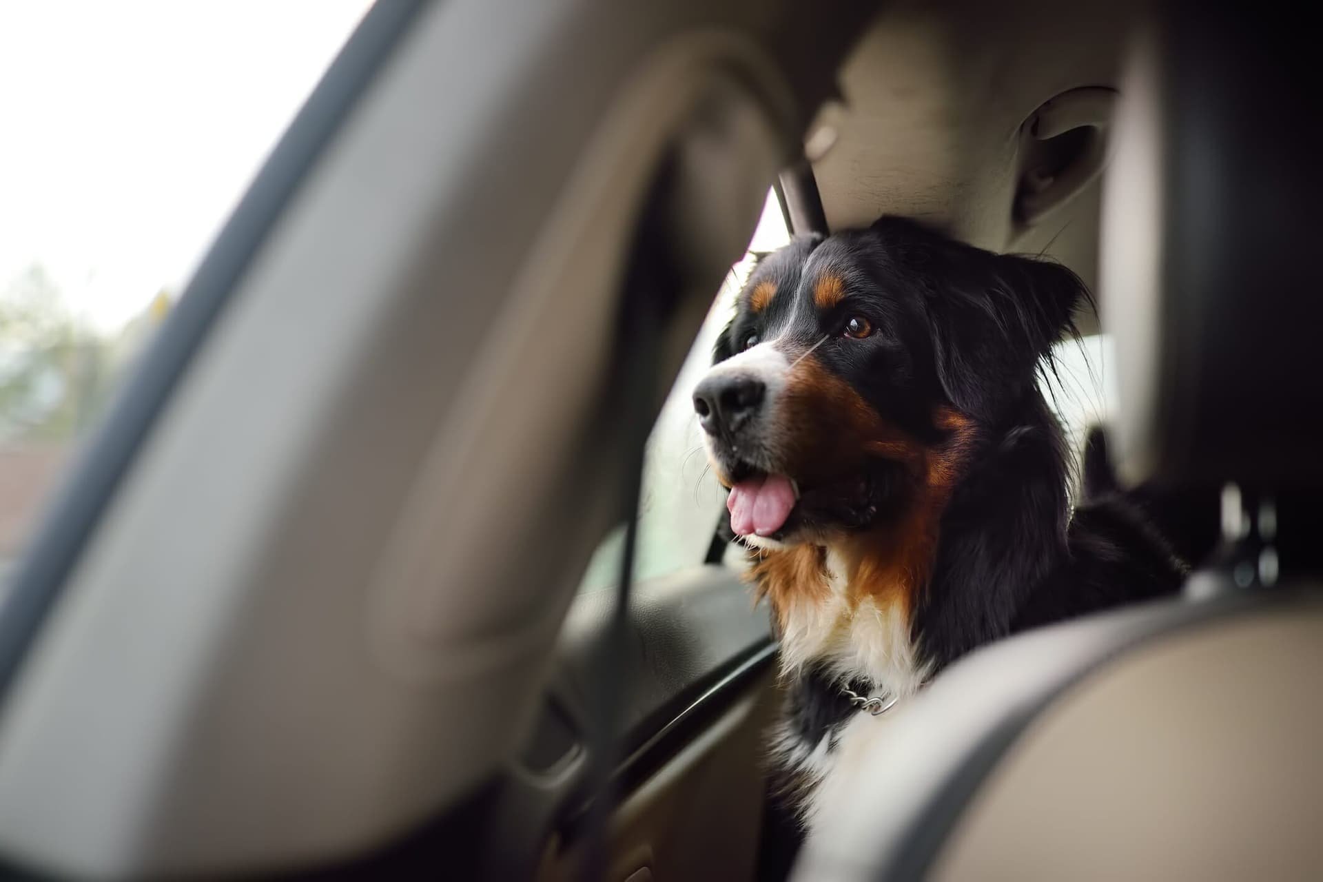 5 Best Car Door Protectors For Dogs in 2025