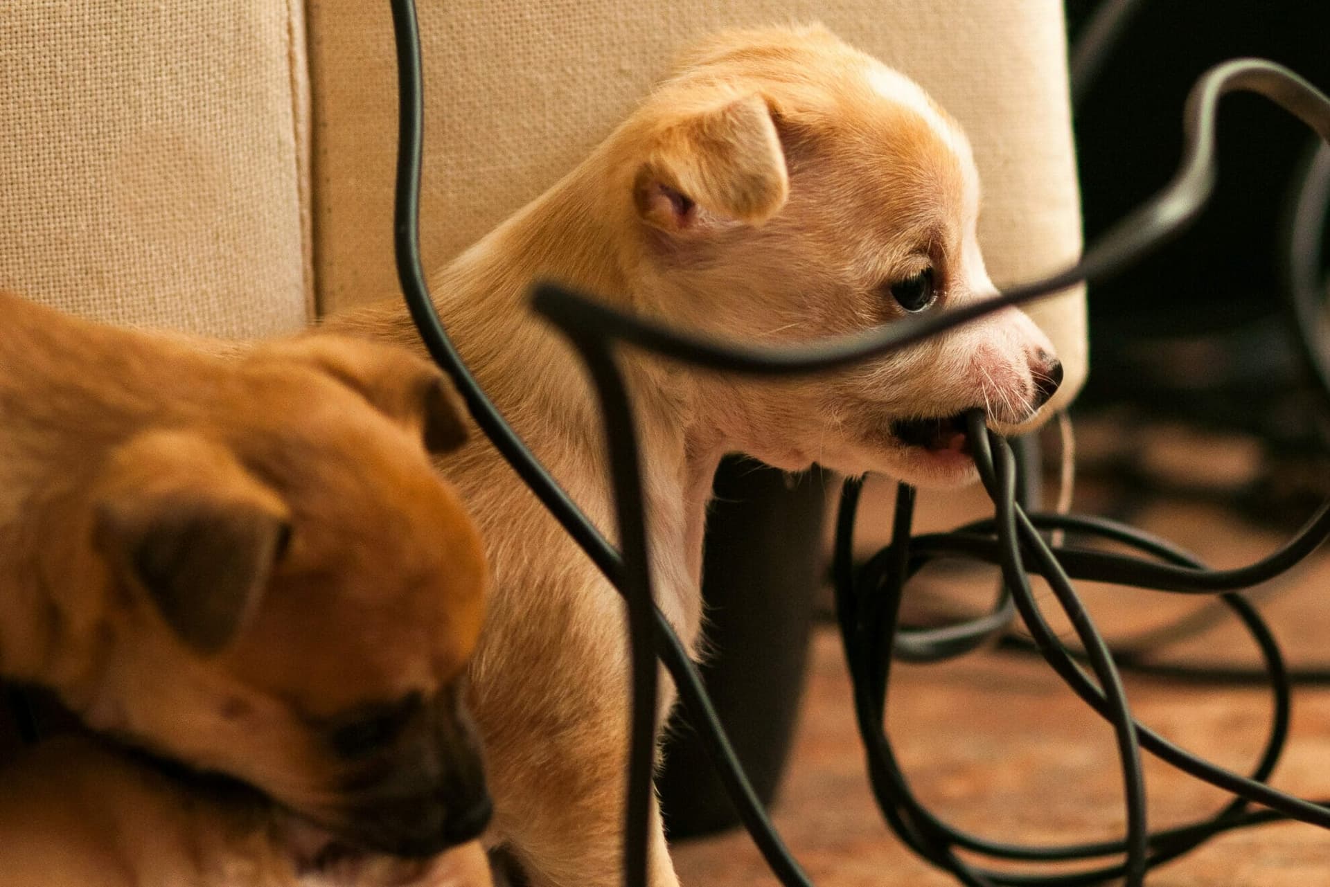 5 Best Cord Protectors For Dogs (Best options in 2025!)