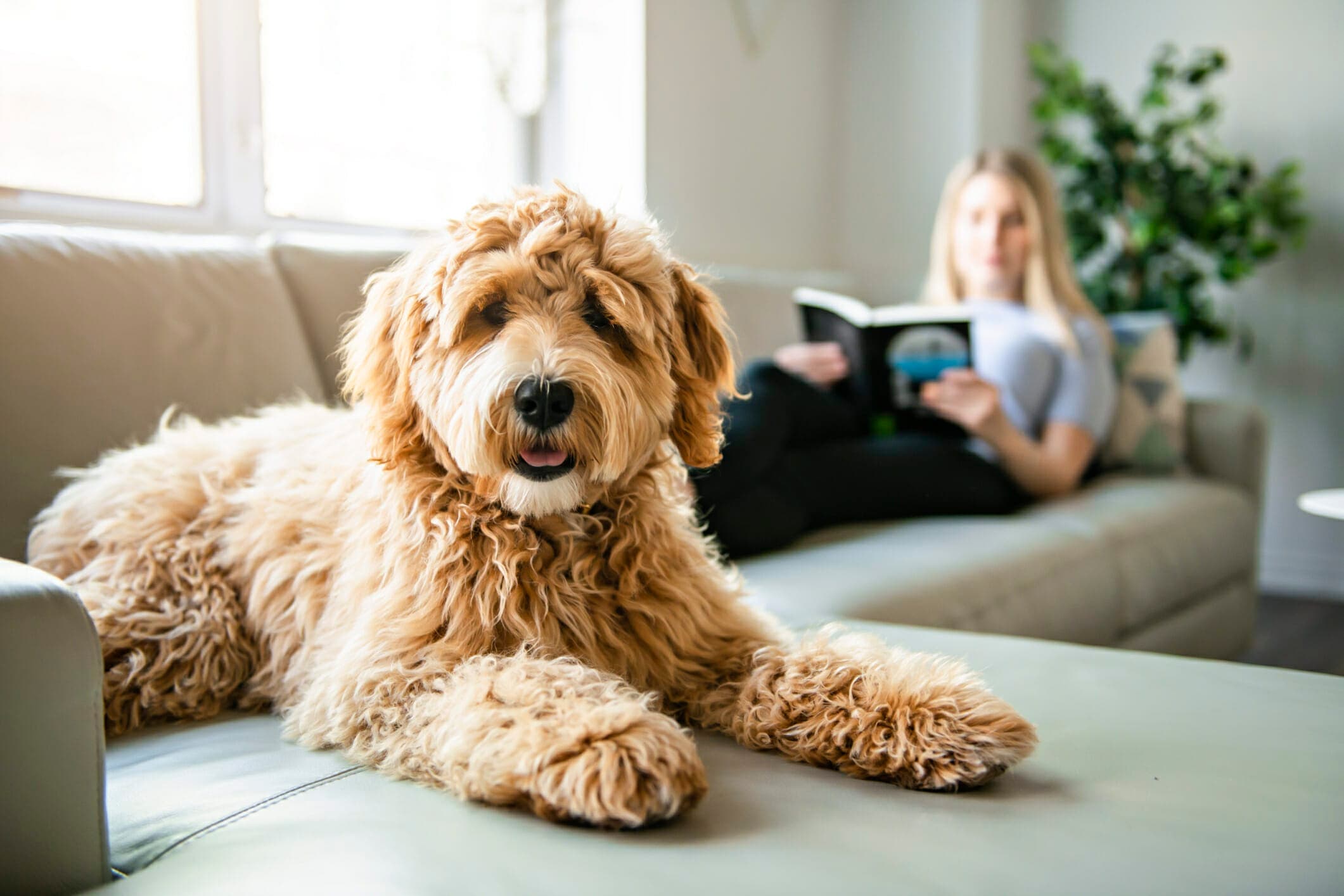 Best Dog Ramp For Couch: 5 Best Options In 2025