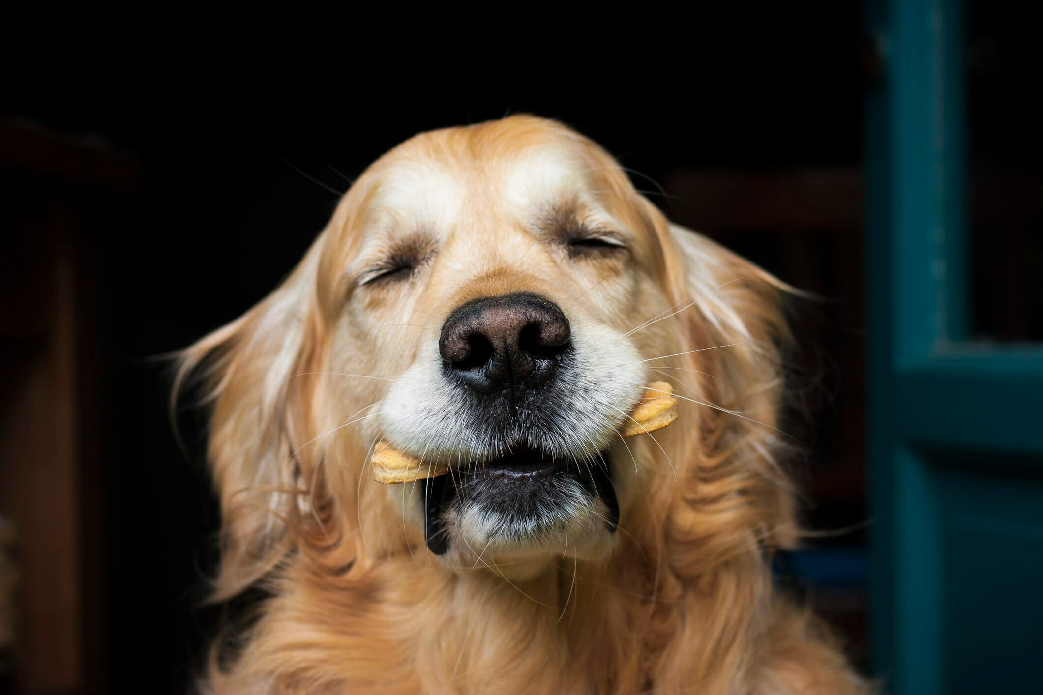 The Best Dog Treats In 2025: A Delicious Treat For Every Dog!