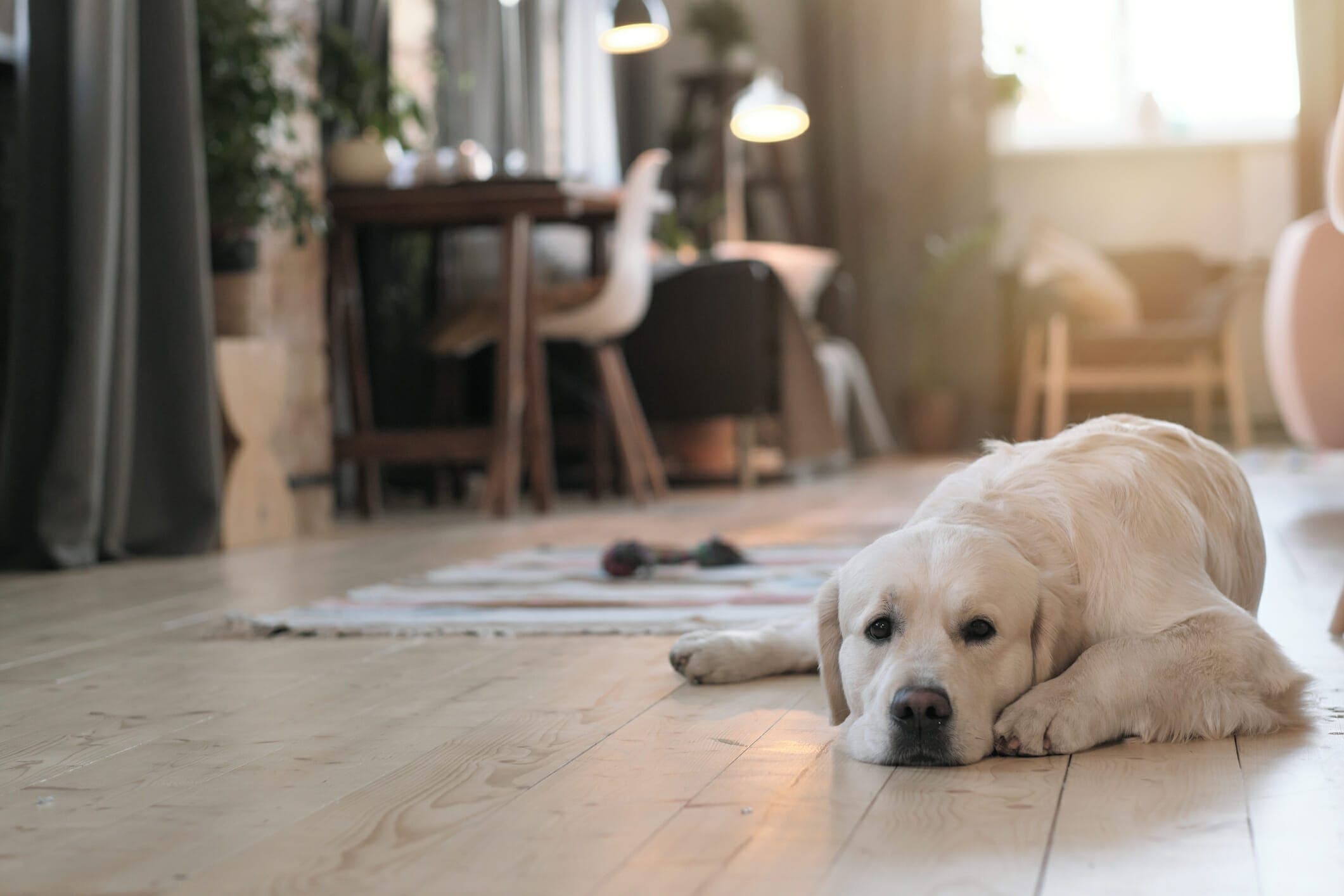 Best Finish For Hardwood Floors With Dogs: 5 Best options