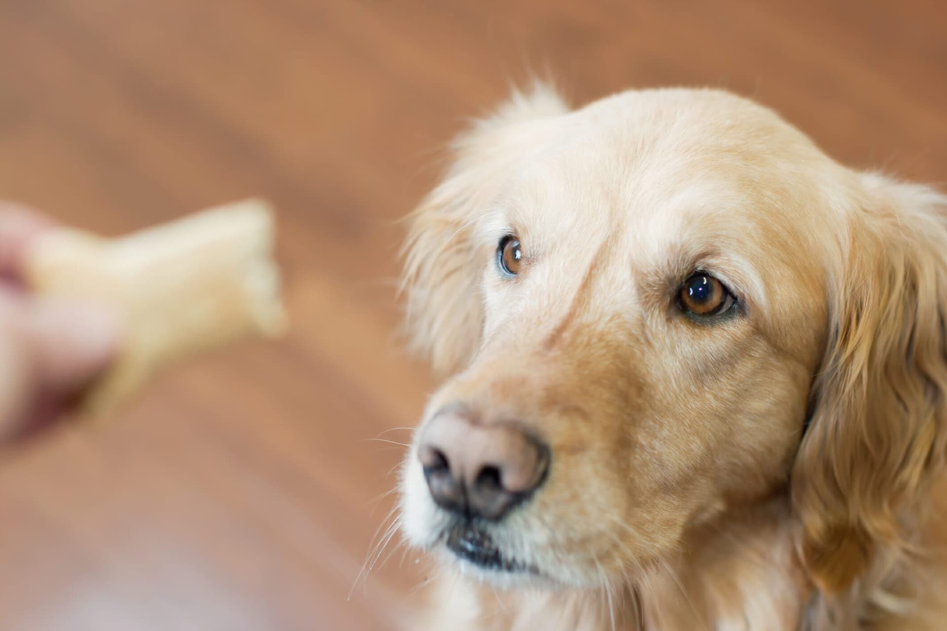 5 Best Low-Fat Dog Treats (Pros And Cons)
