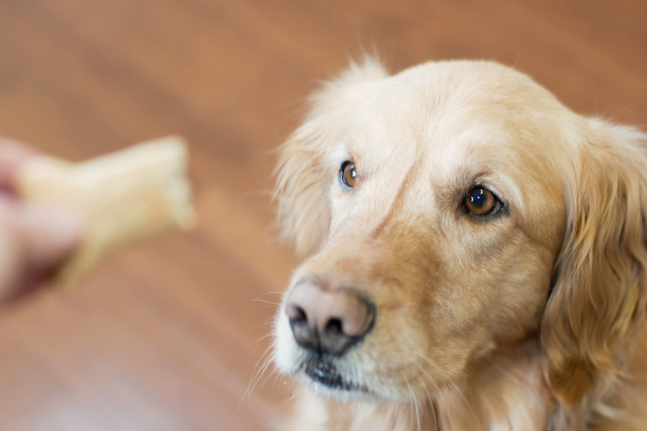 5 Best Low-Fat Dog Treats (Pros And Cons)