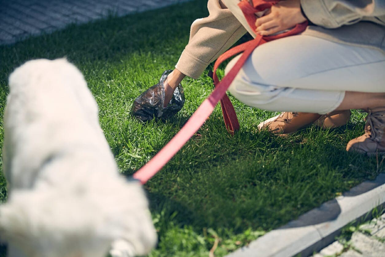 6 Best Outdoor Dog Poop Trash Cans In 2025: No More Poop!