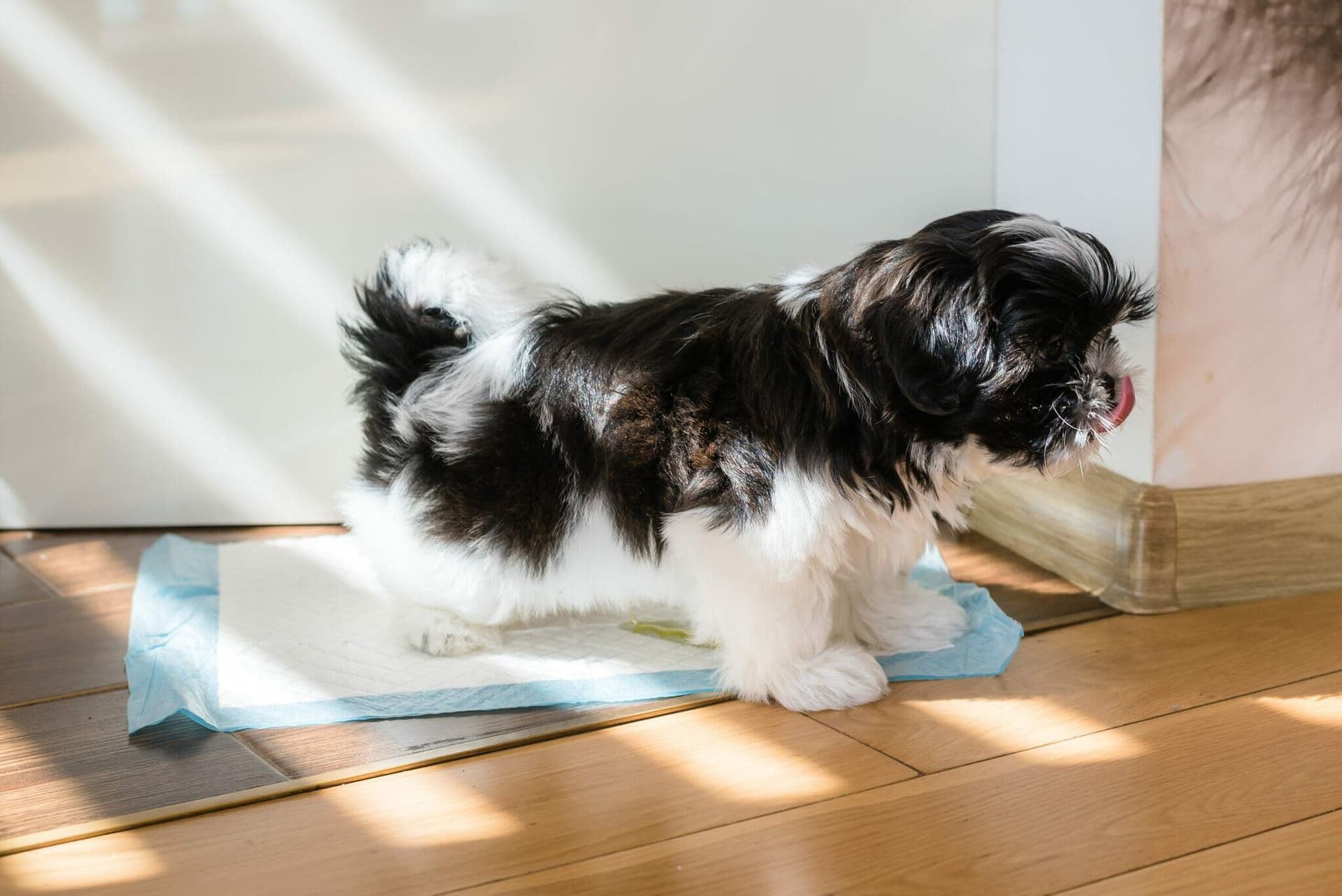 5 Best Pee Pads For Senior Dogs (In 2025)