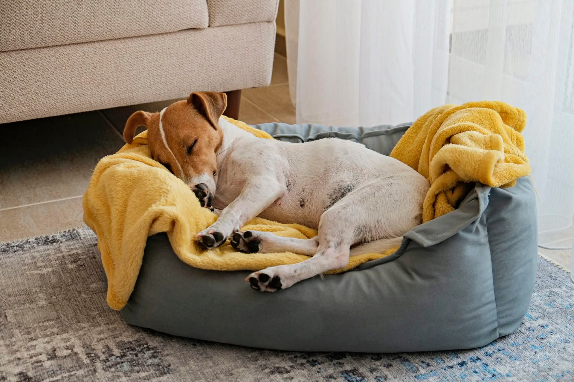 Best Sleep Aid For Dogs: Let Them Snooze In Peace!