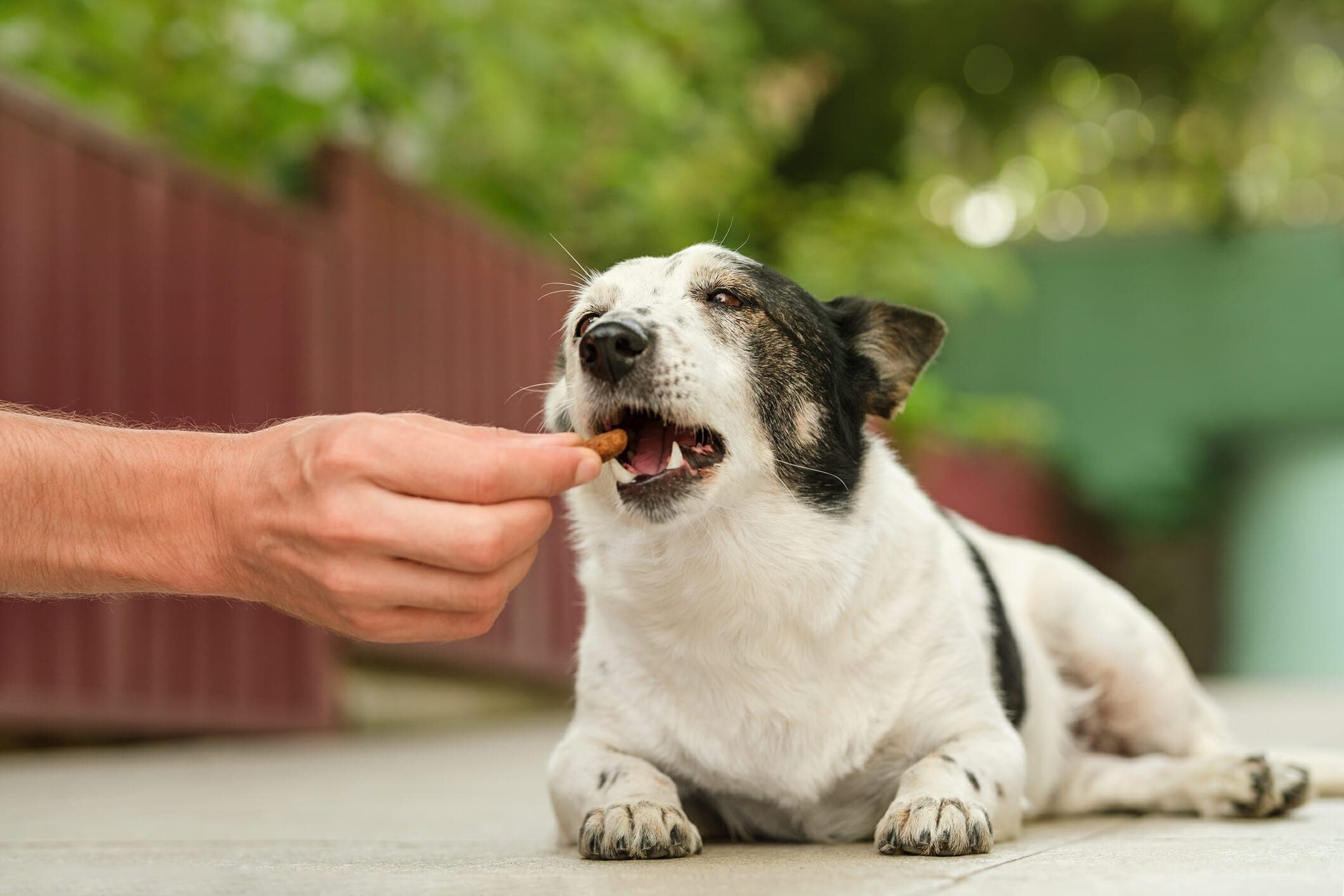 5 Best Soft Dog Treats For Older Dogs (In 2025)