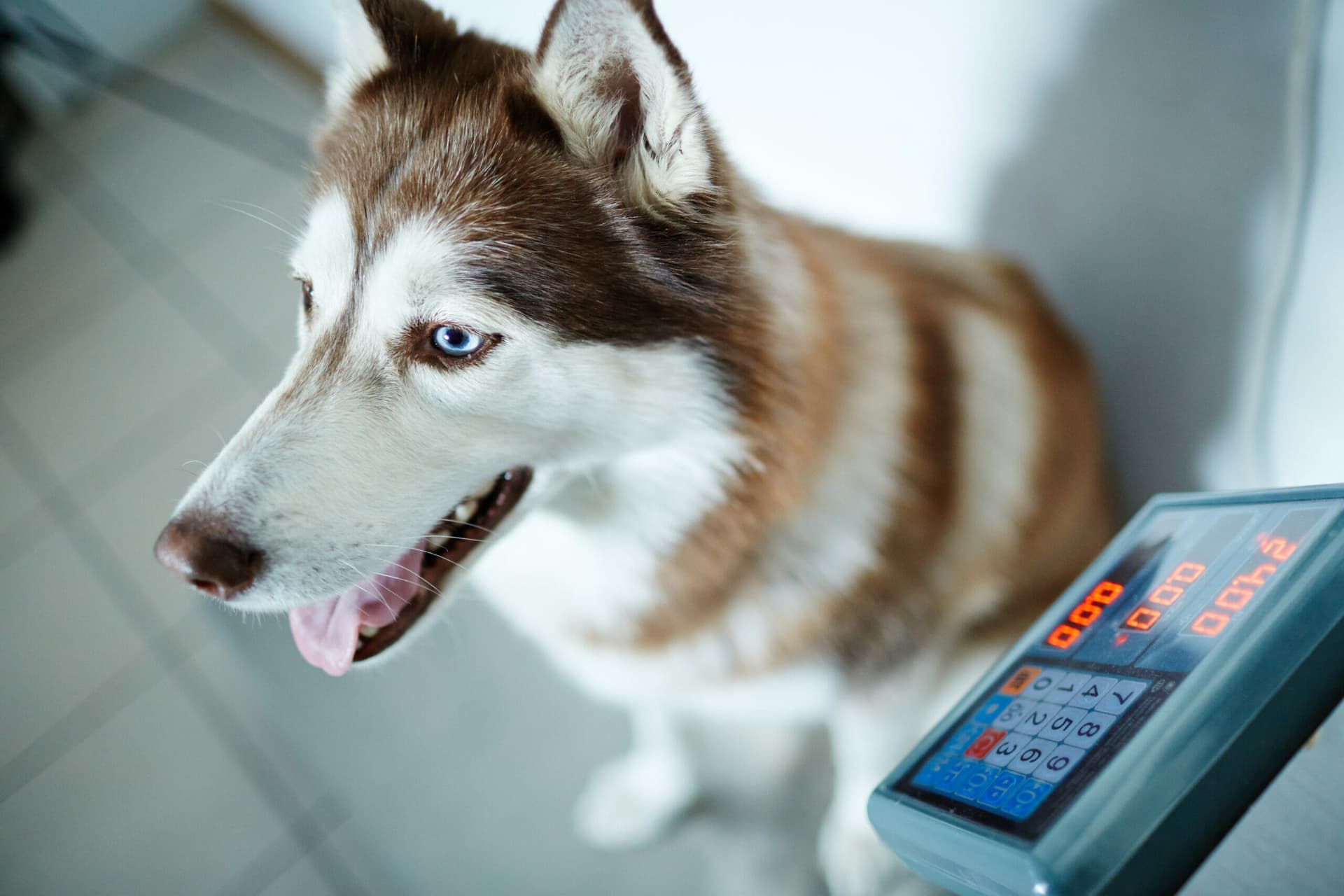 4 Best Weight Gain Powders for Dogs in 2025