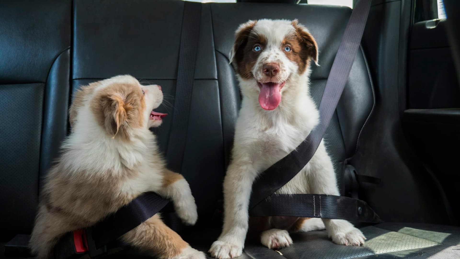 Do car rides tire dogs out? + Do’s and don’ts of a car ride