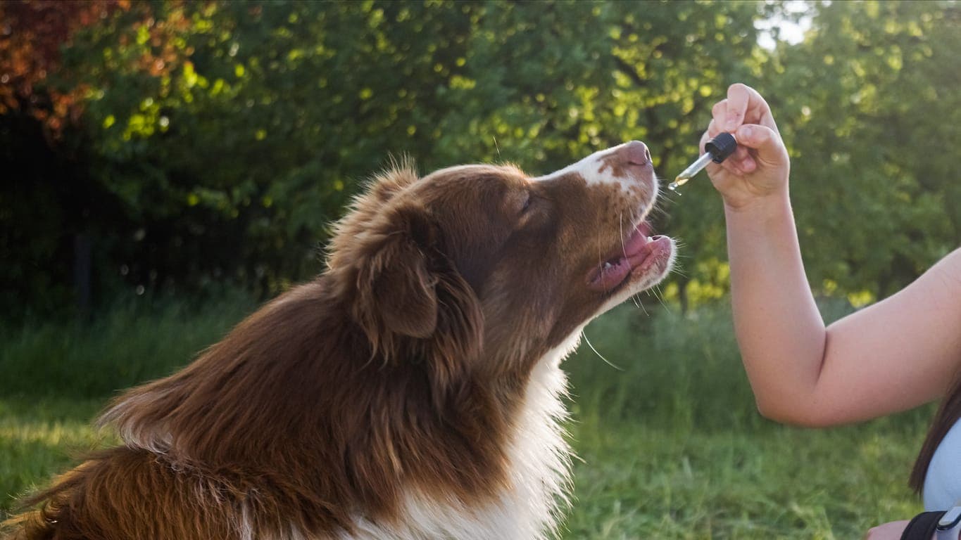 Natural Solutions: Essential Oil Benefits For Dog Health
