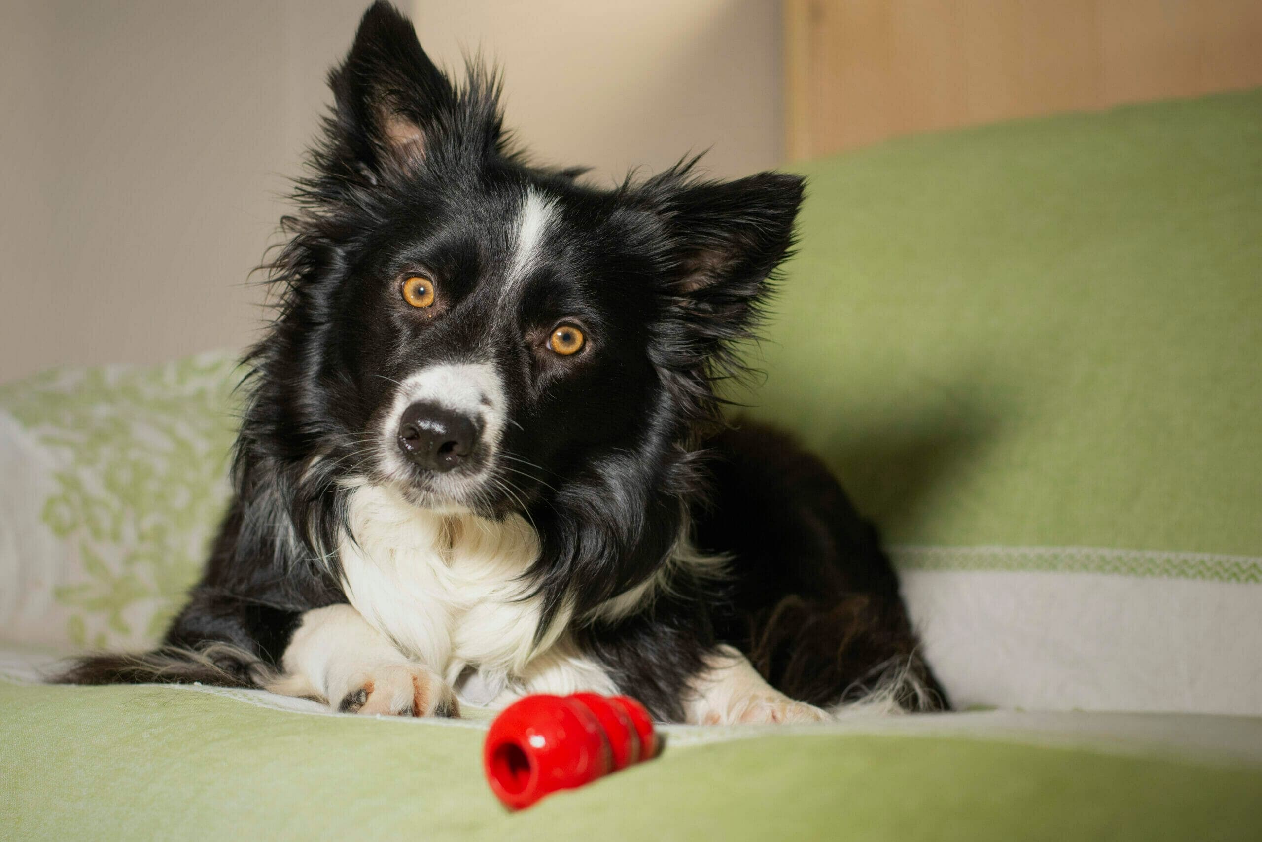 How do dogs get food out of Kong? (5 Methods)