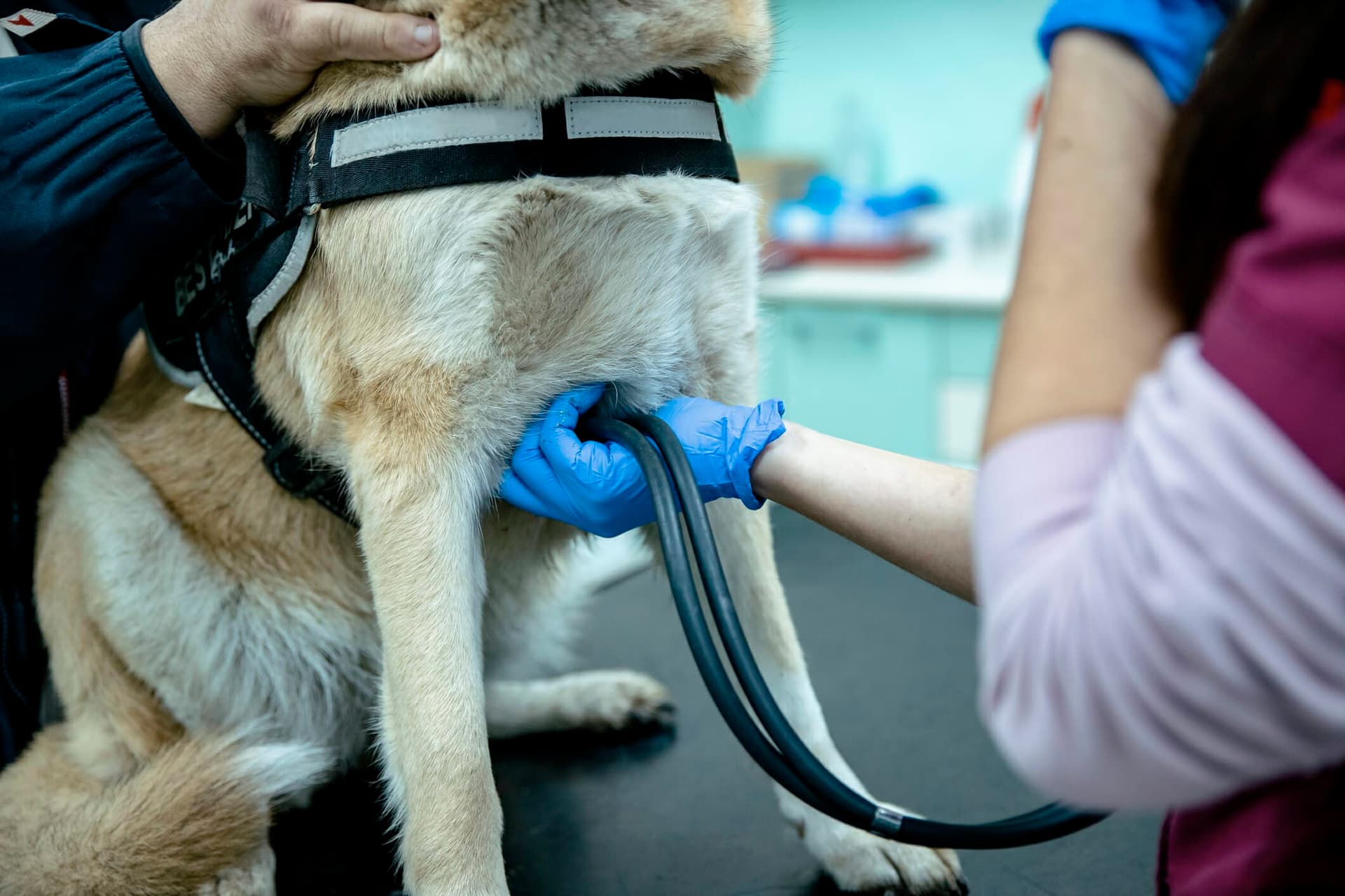 How Much Does a Dog Cardiologist Cost? A Detailed Breakdown