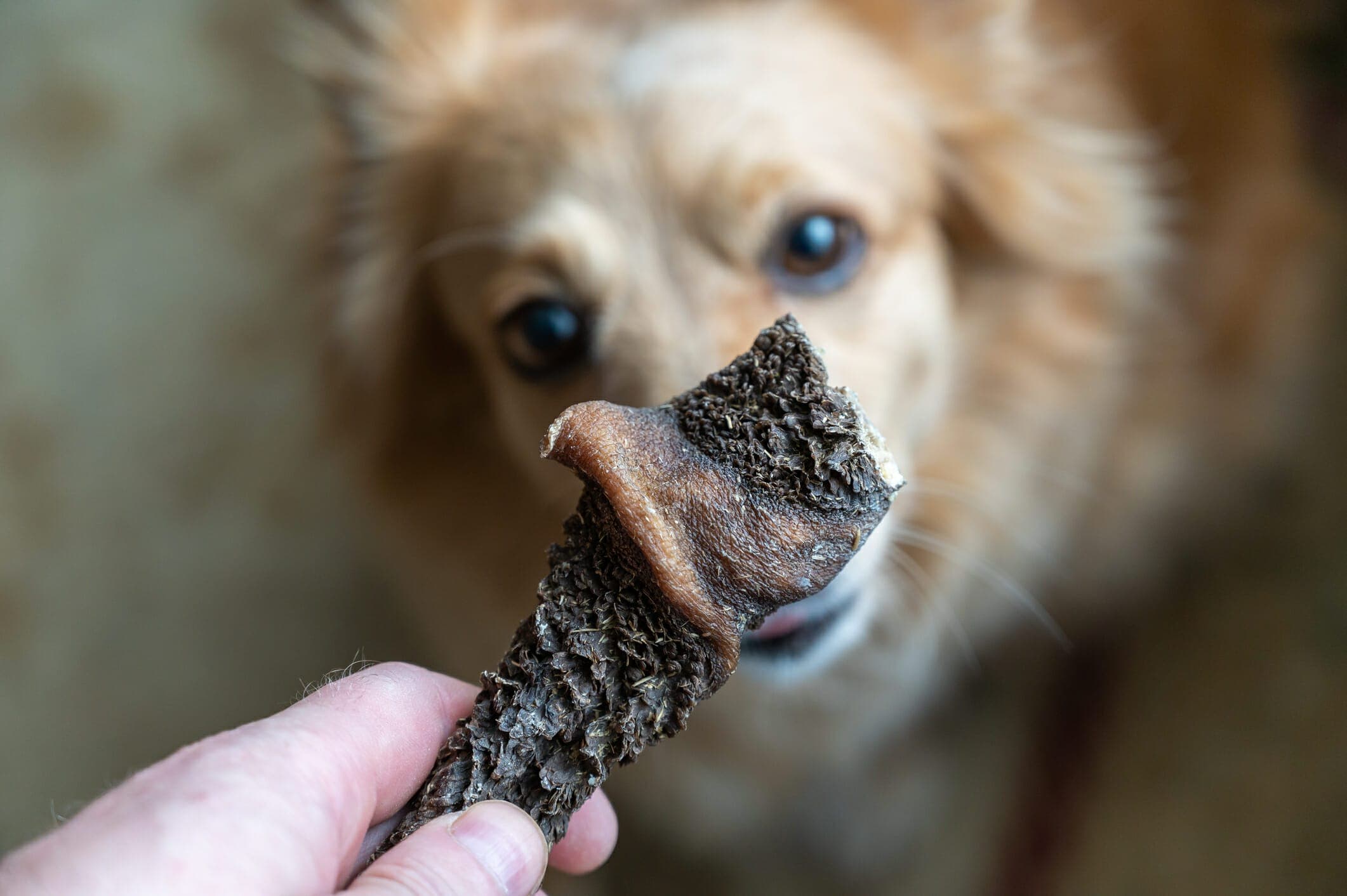 How To Freeze Dry Meat For Dogs (Complete Guide)