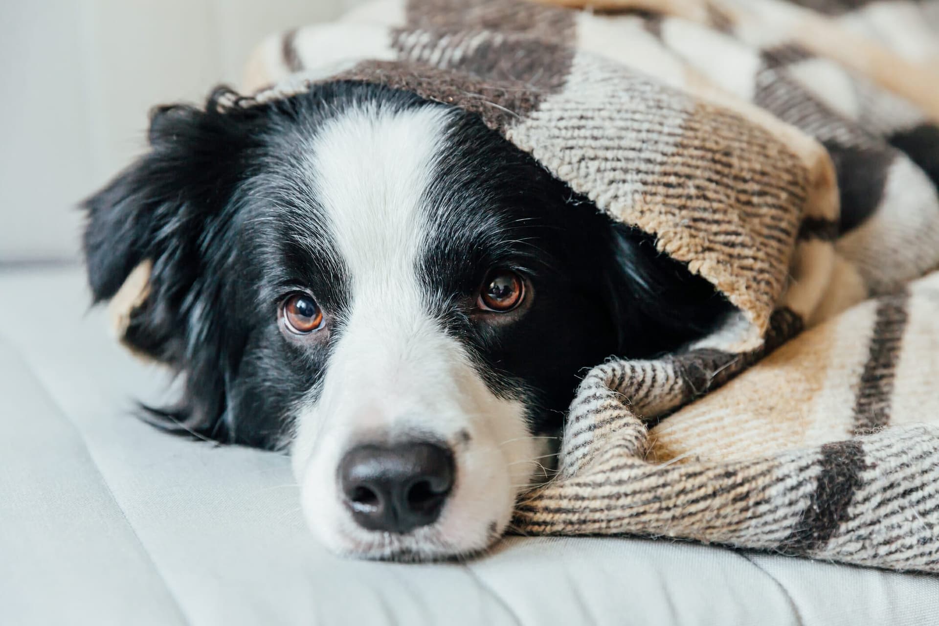5 Tips To Get Dog Smell Out Of Blankets
