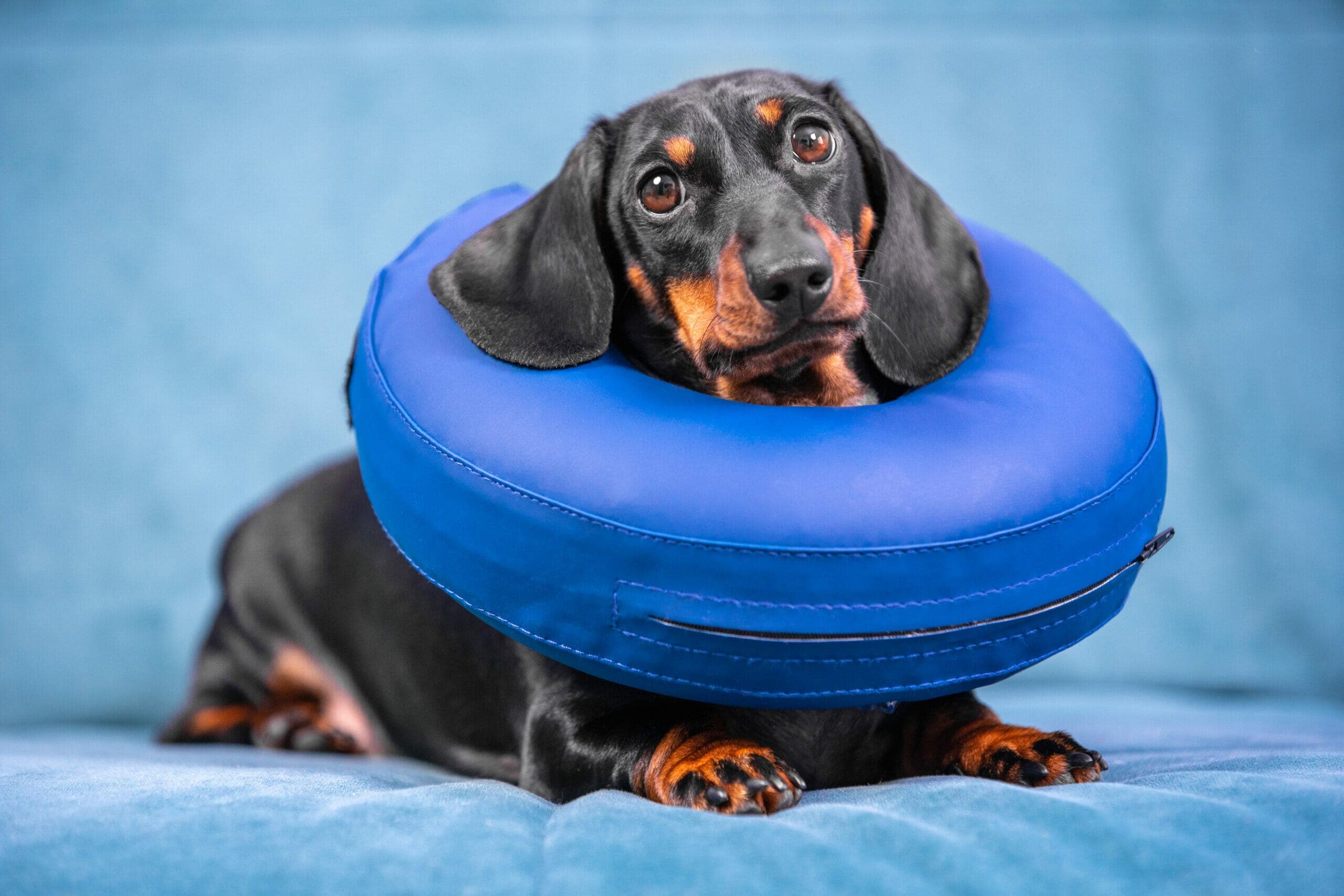 Cone Alternatives: How To Keep A Dog From Licking Stitches?