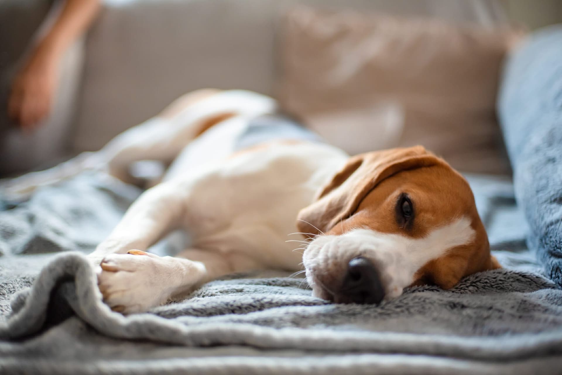 How To Keep Your Dog Cool In A Hot Apartment (10+ Tips)