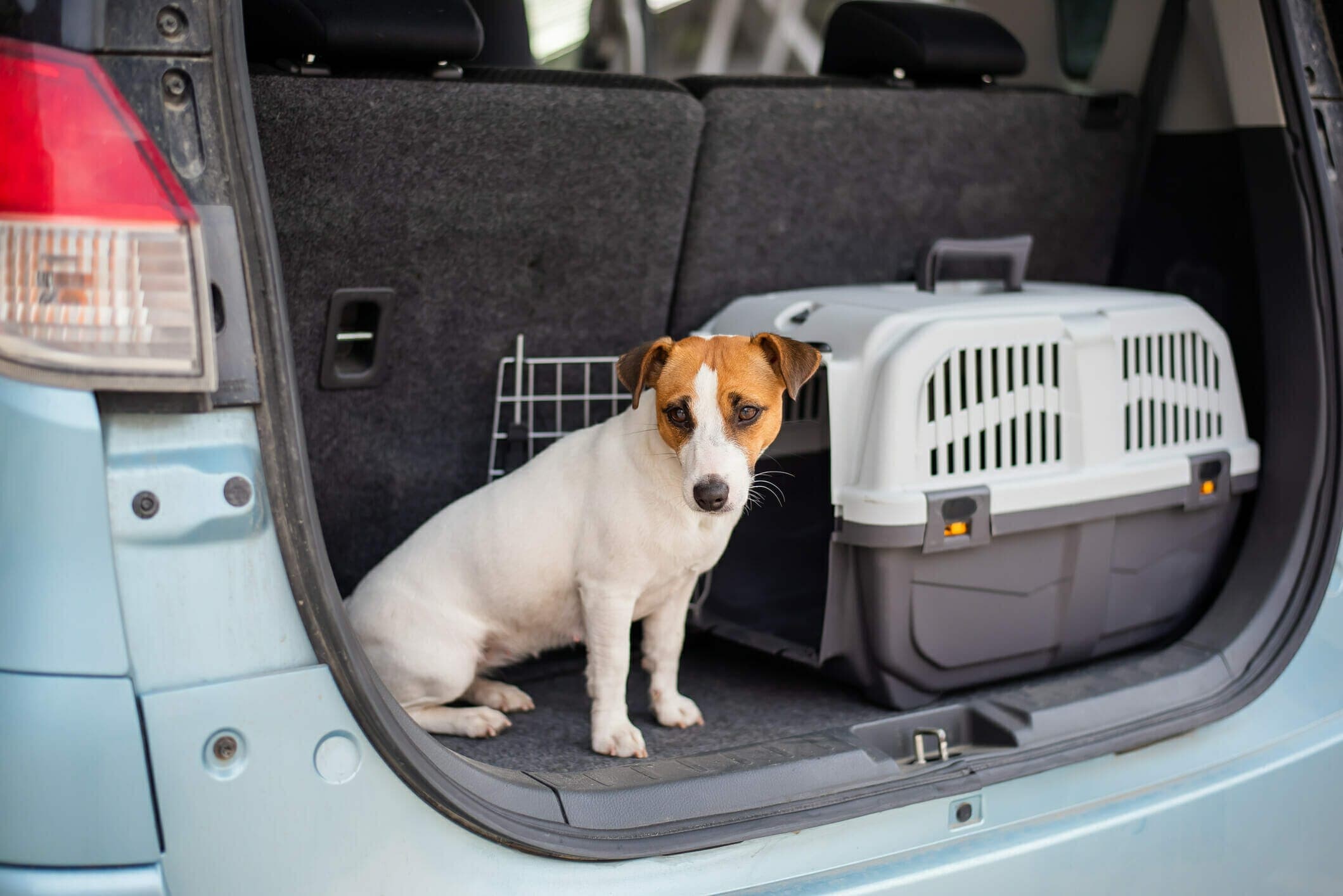 How To Secure Dog Crate In Car Boot (Complete Guide)