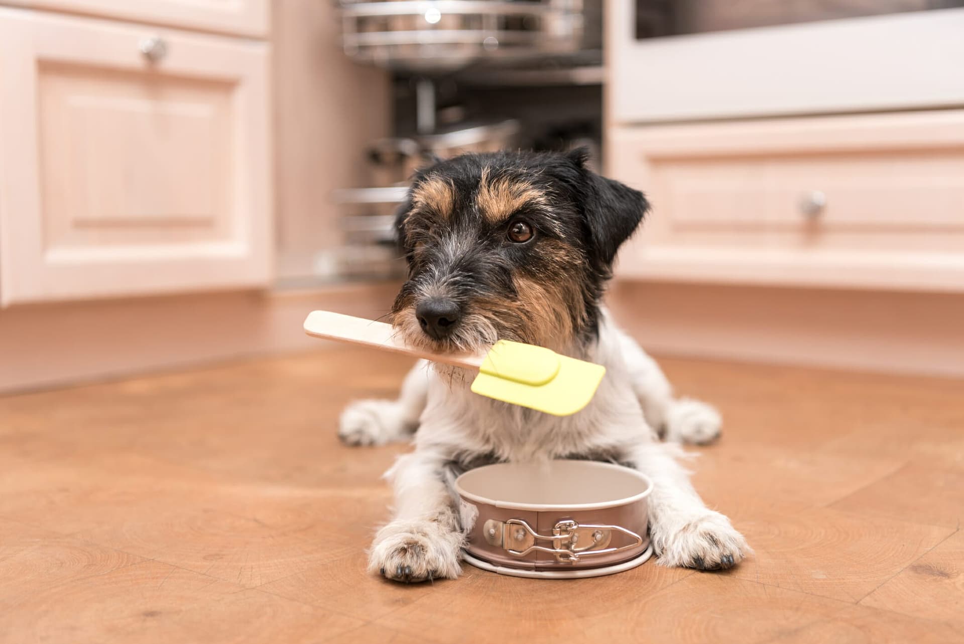 How To Soften Food For A Dog With No Teeth (Complete Guide)