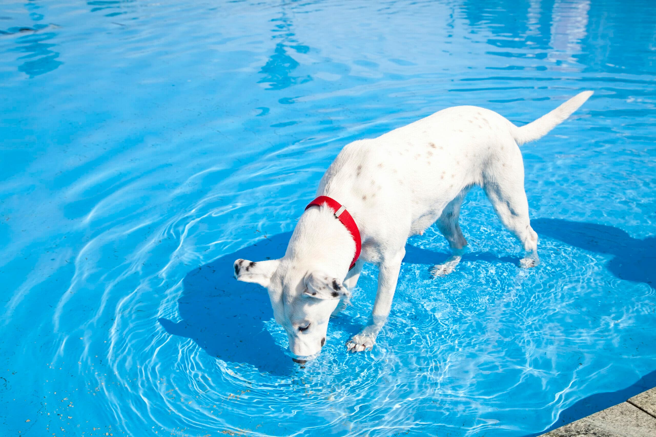 How to stop dog from drinking pool water? (Tips and Risks)